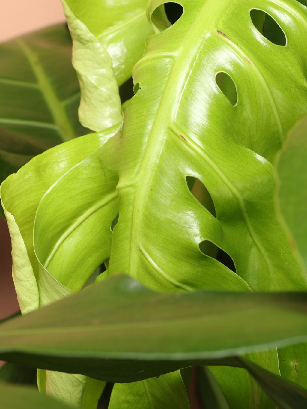 Extra Large Monstera Deliciosa