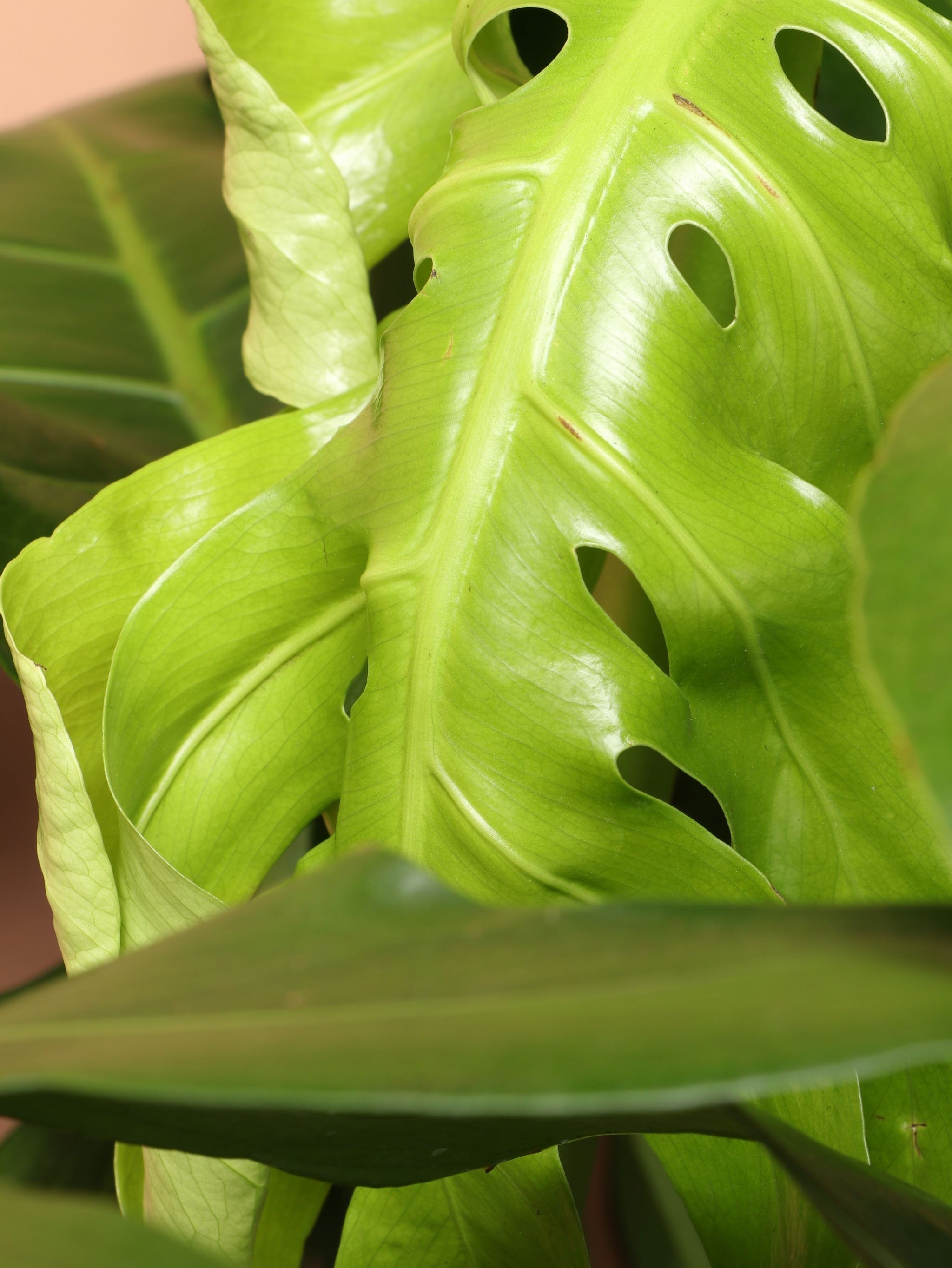Extra Large Monstera Deliciosa