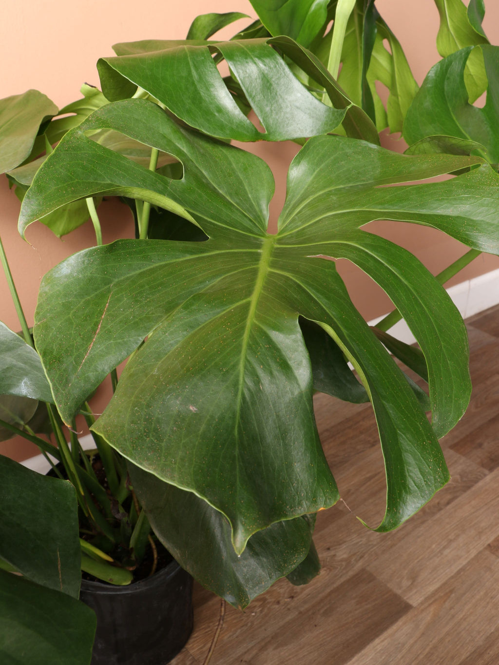 Extra Large Monstera Deliciosa