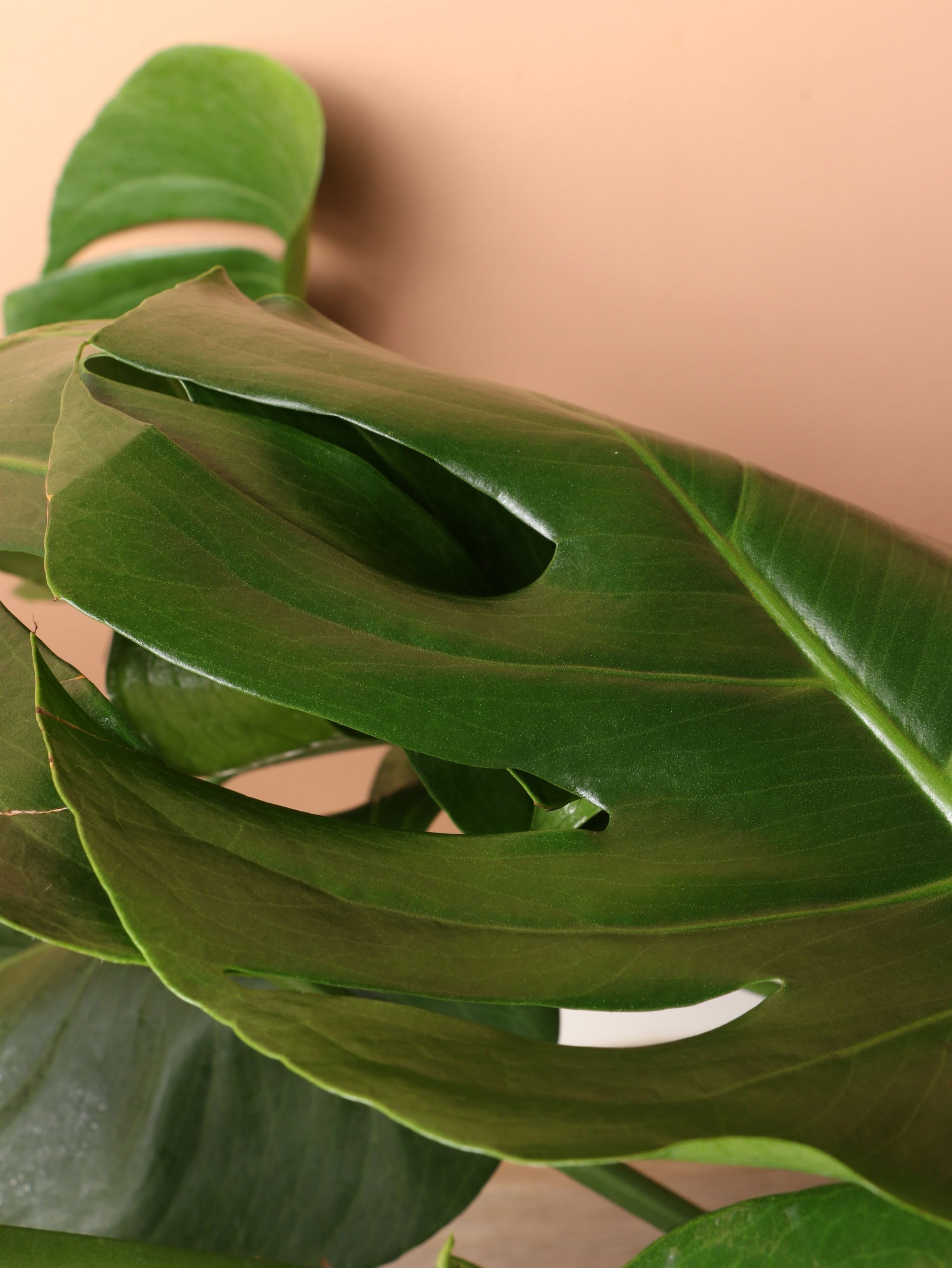 Extra Large Monstera Deliciosa