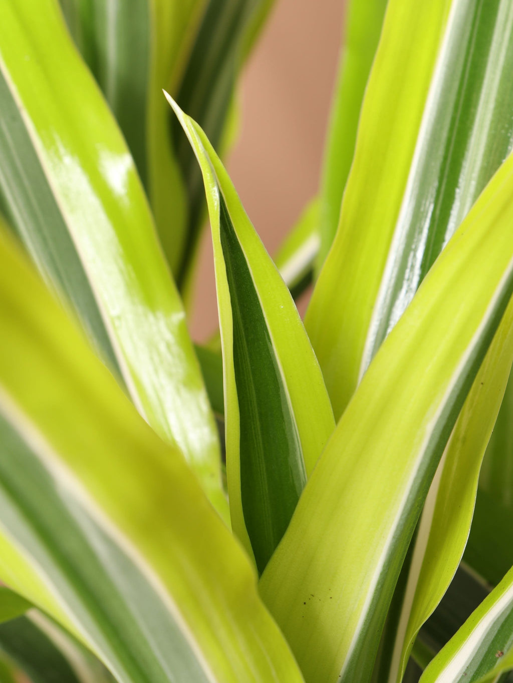 Large Dracaena Warneckii Lemon Lime Bush