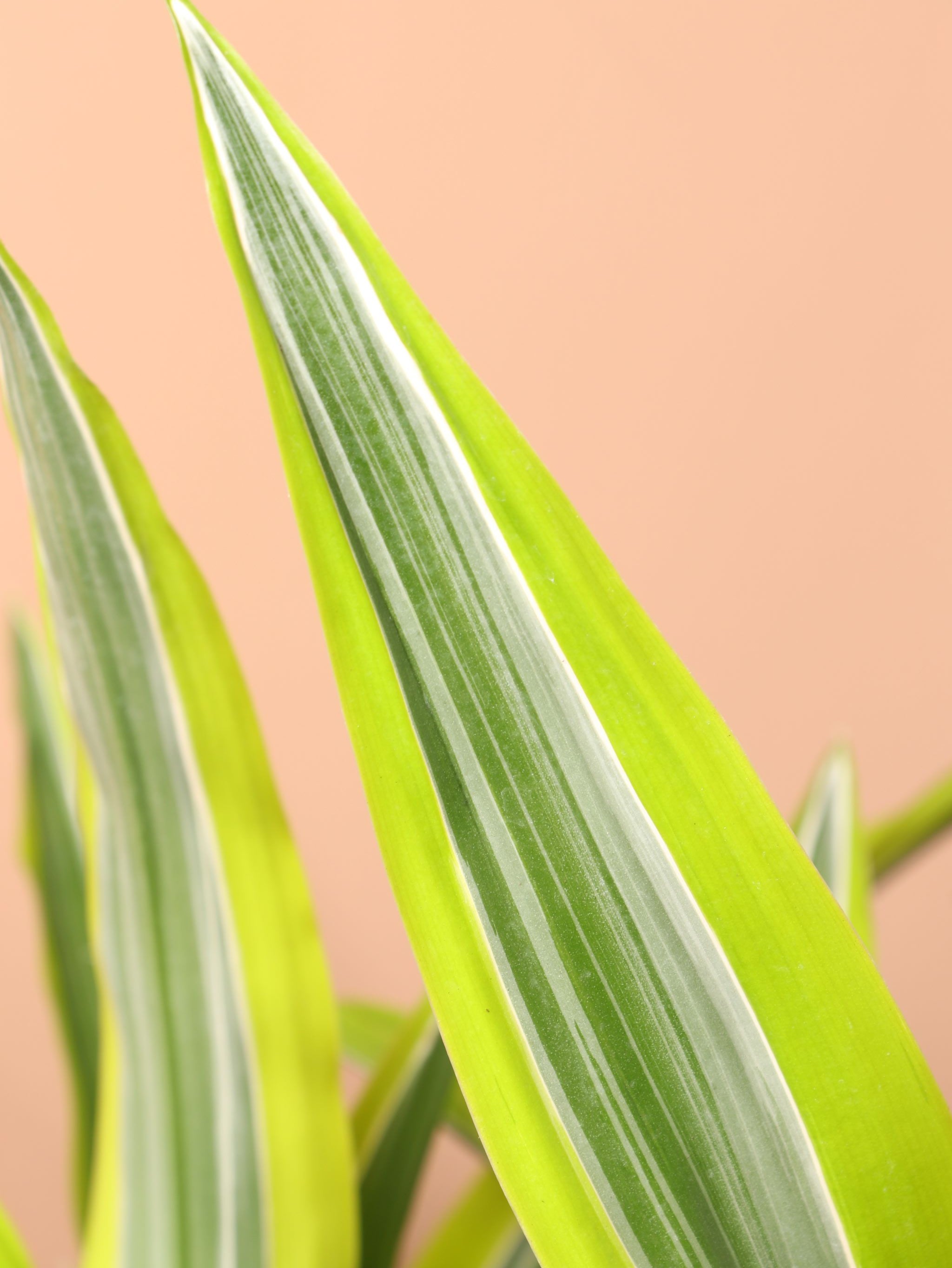 Large Dracaena Warneckii Lemon Lime Bush