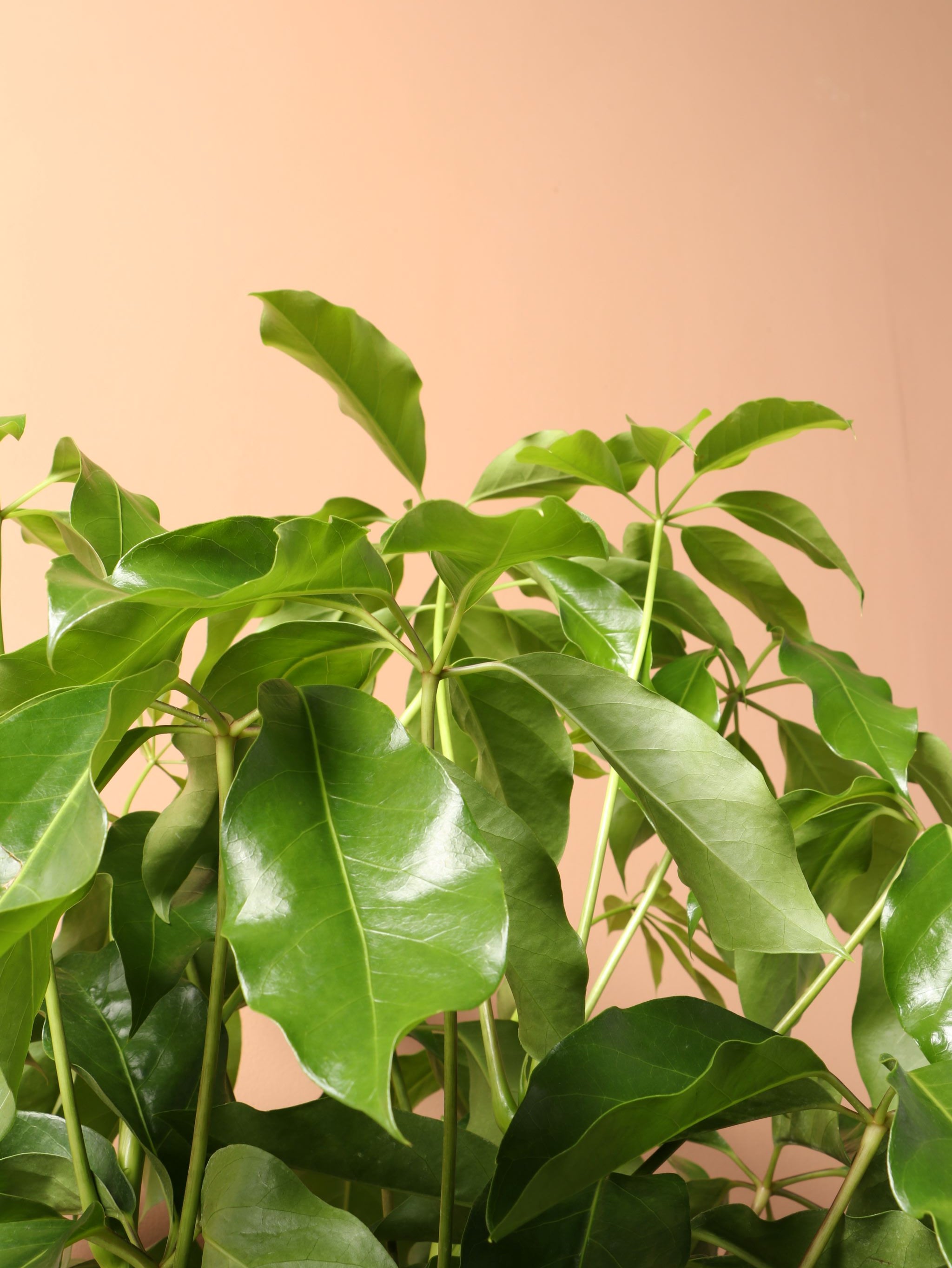 Extra Large Schefflera 'Amate'