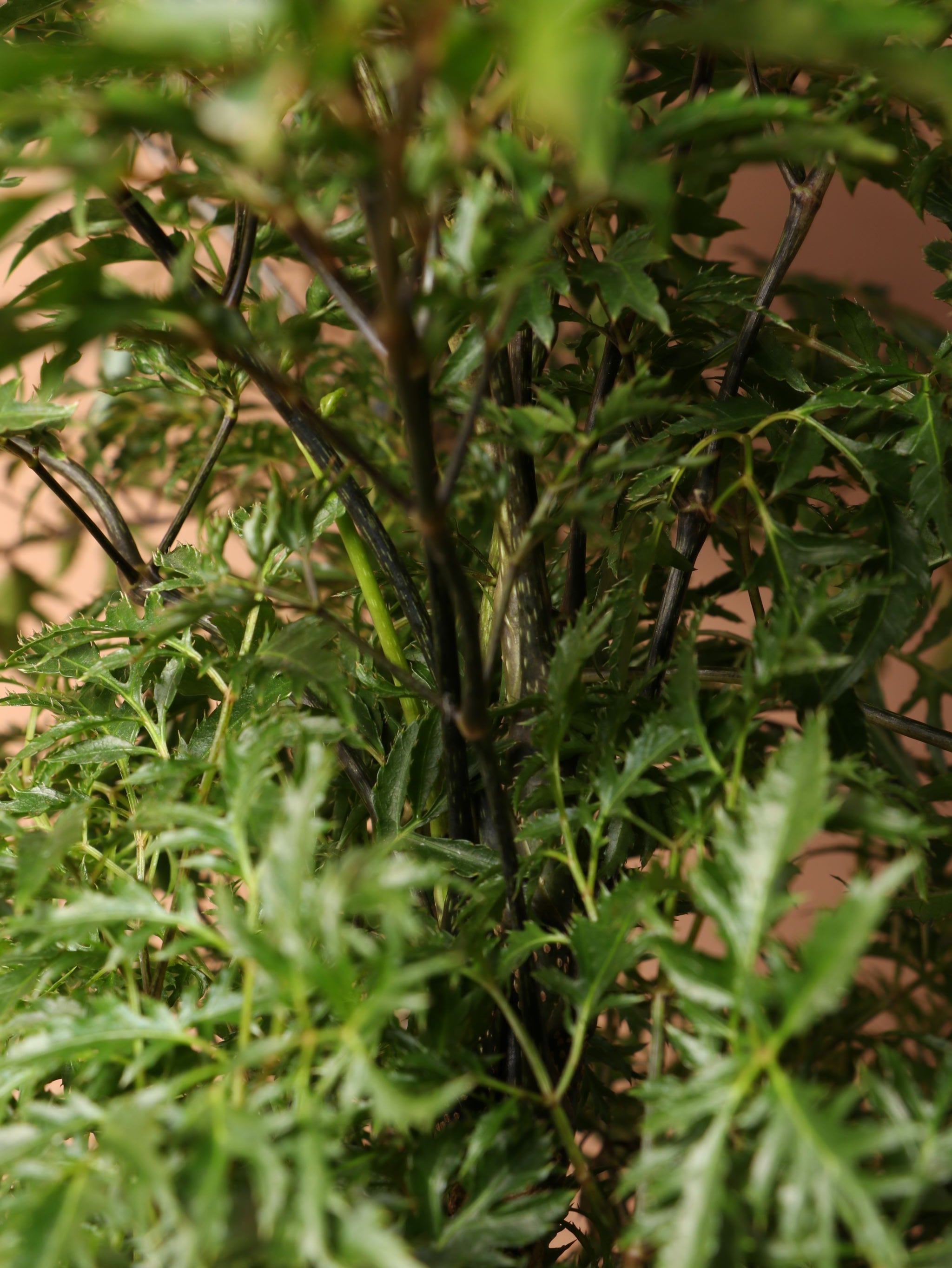 Extra Large Ming Aralia