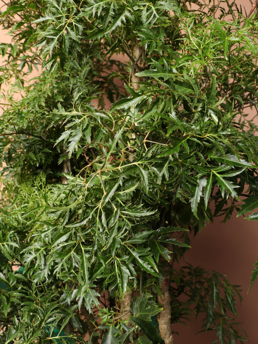 Extra Large Ming Aralia