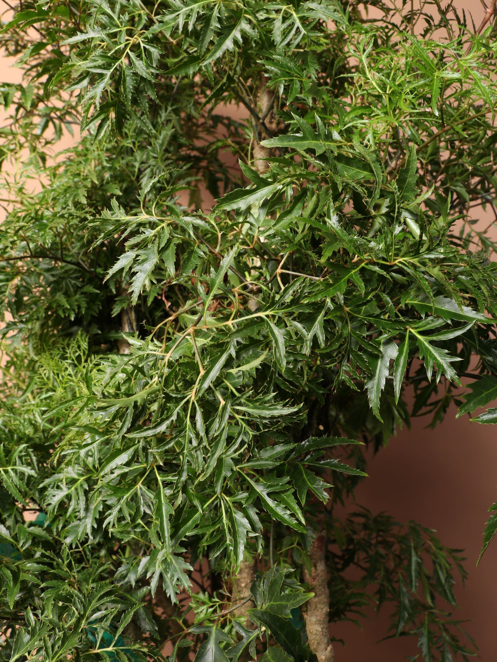 Extra Large Ming Aralia