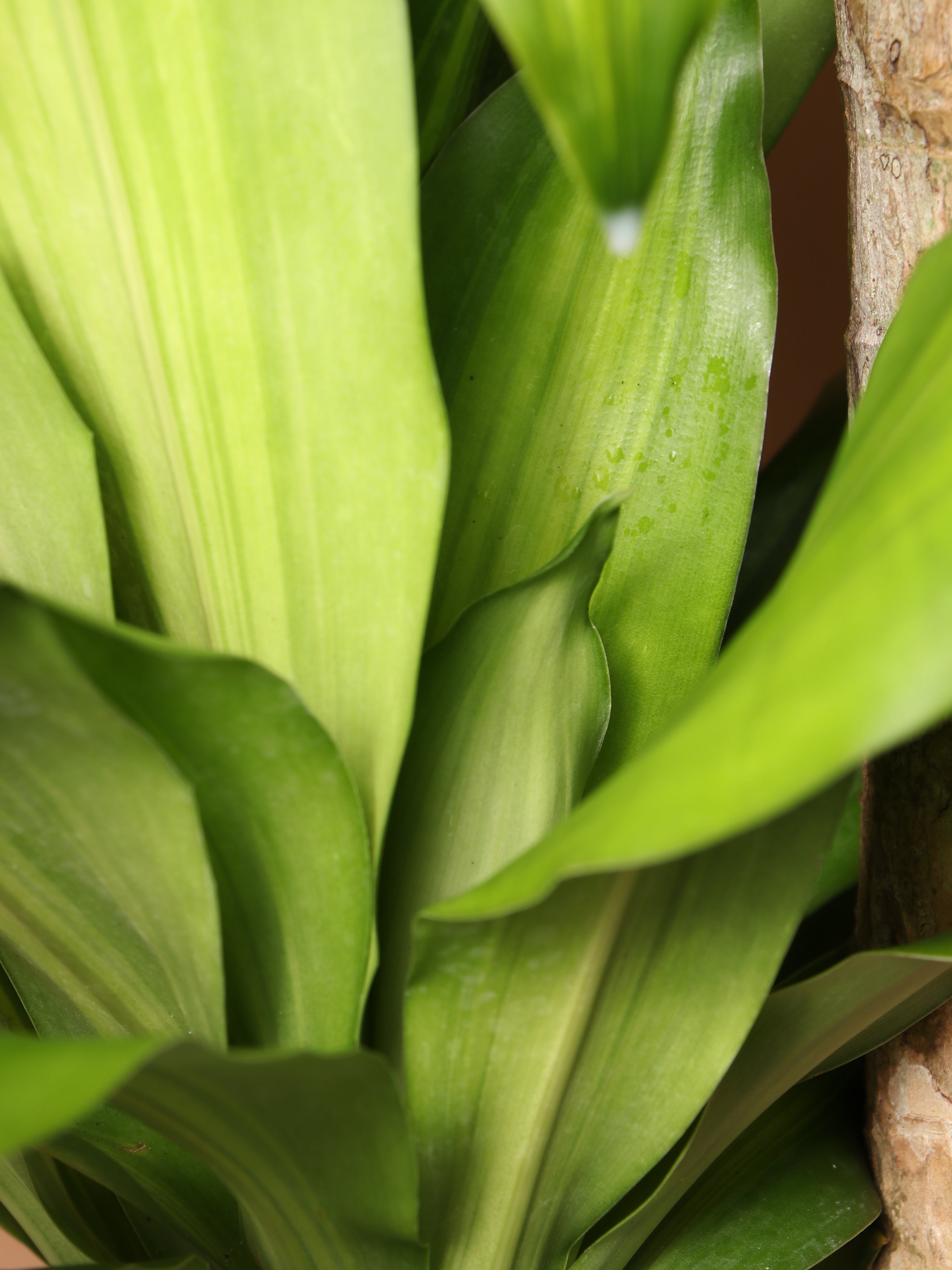 Extra Large Mass Cane