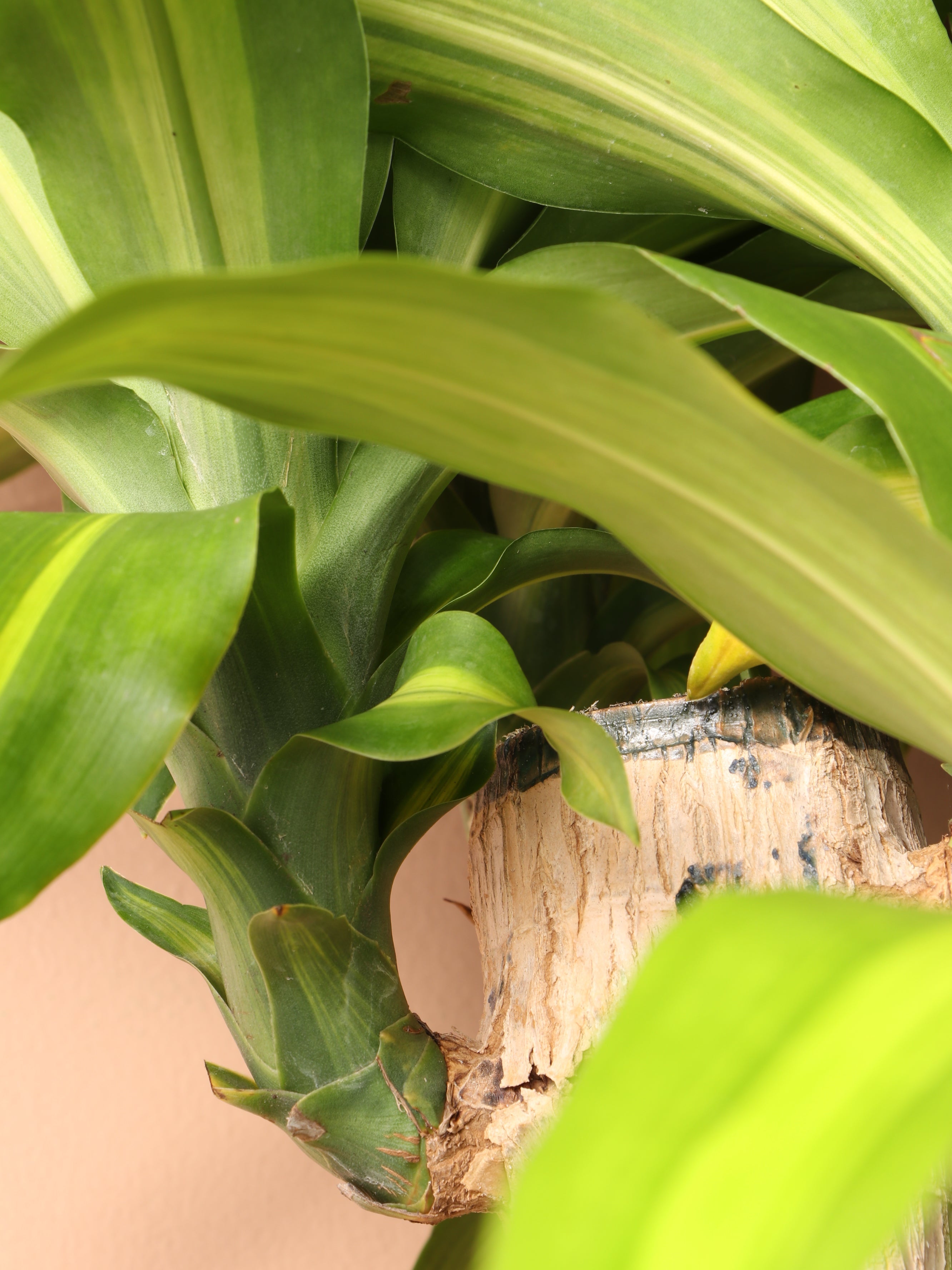 Extra Large Mass Cane