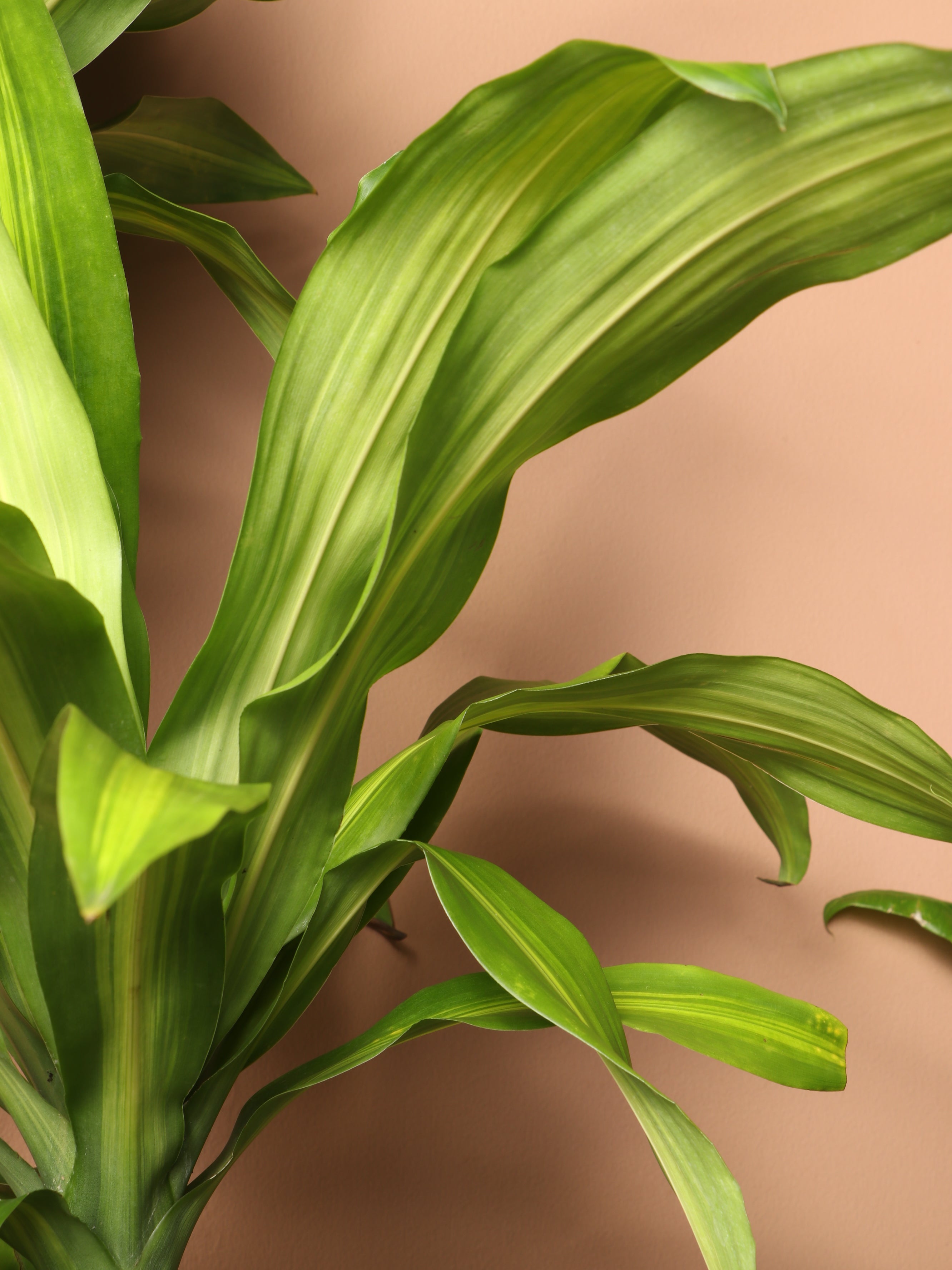 Extra Large Mass Cane