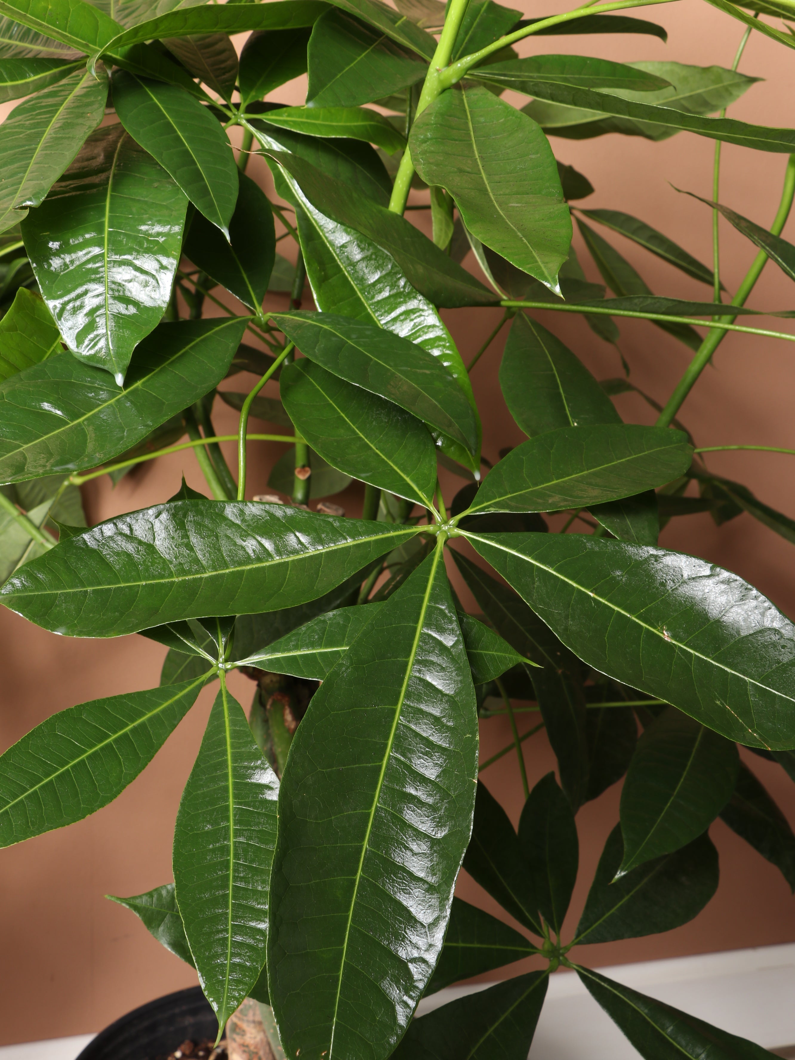 Extra Large Money Tree