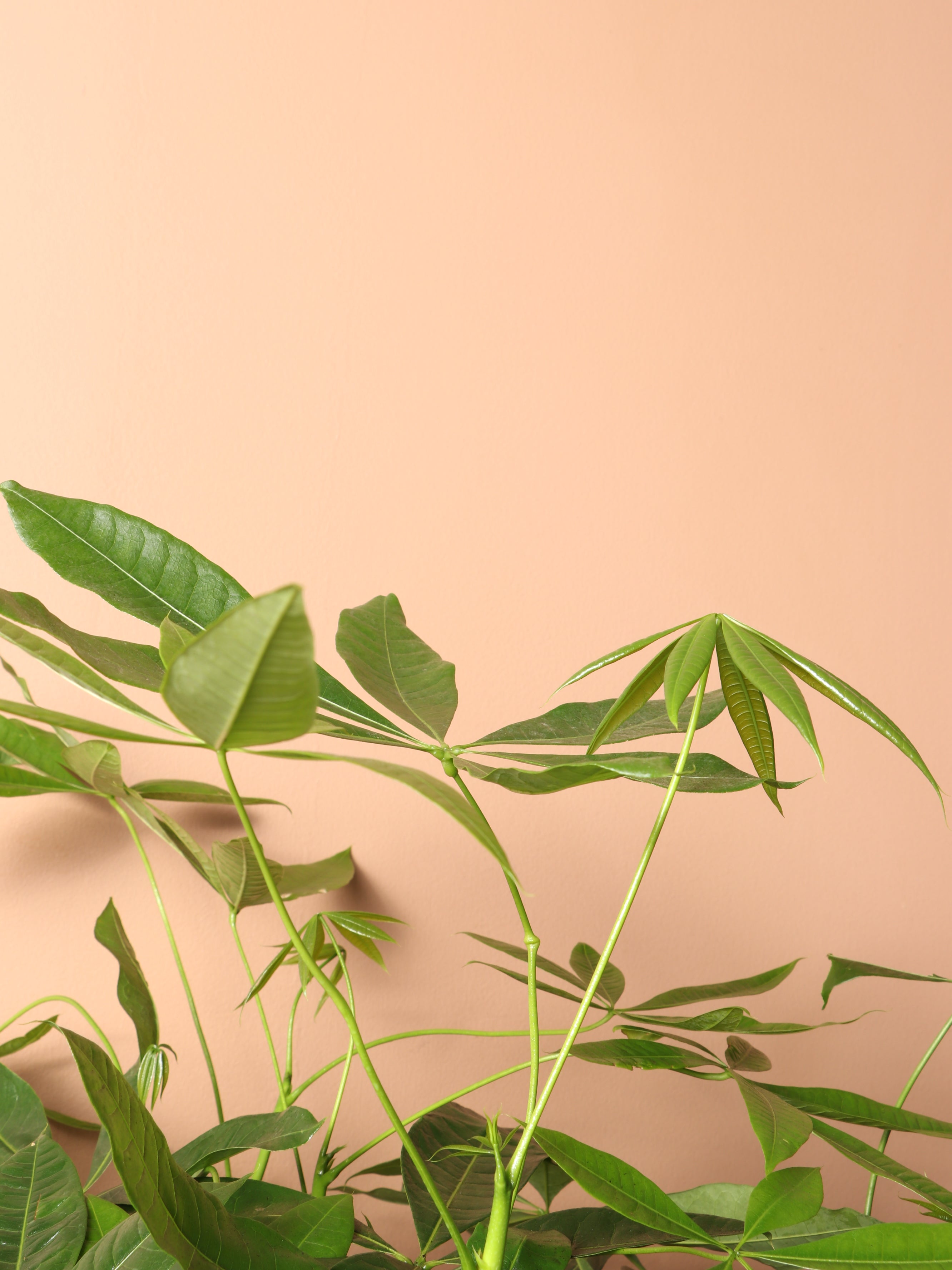 Extra Large Money Tree