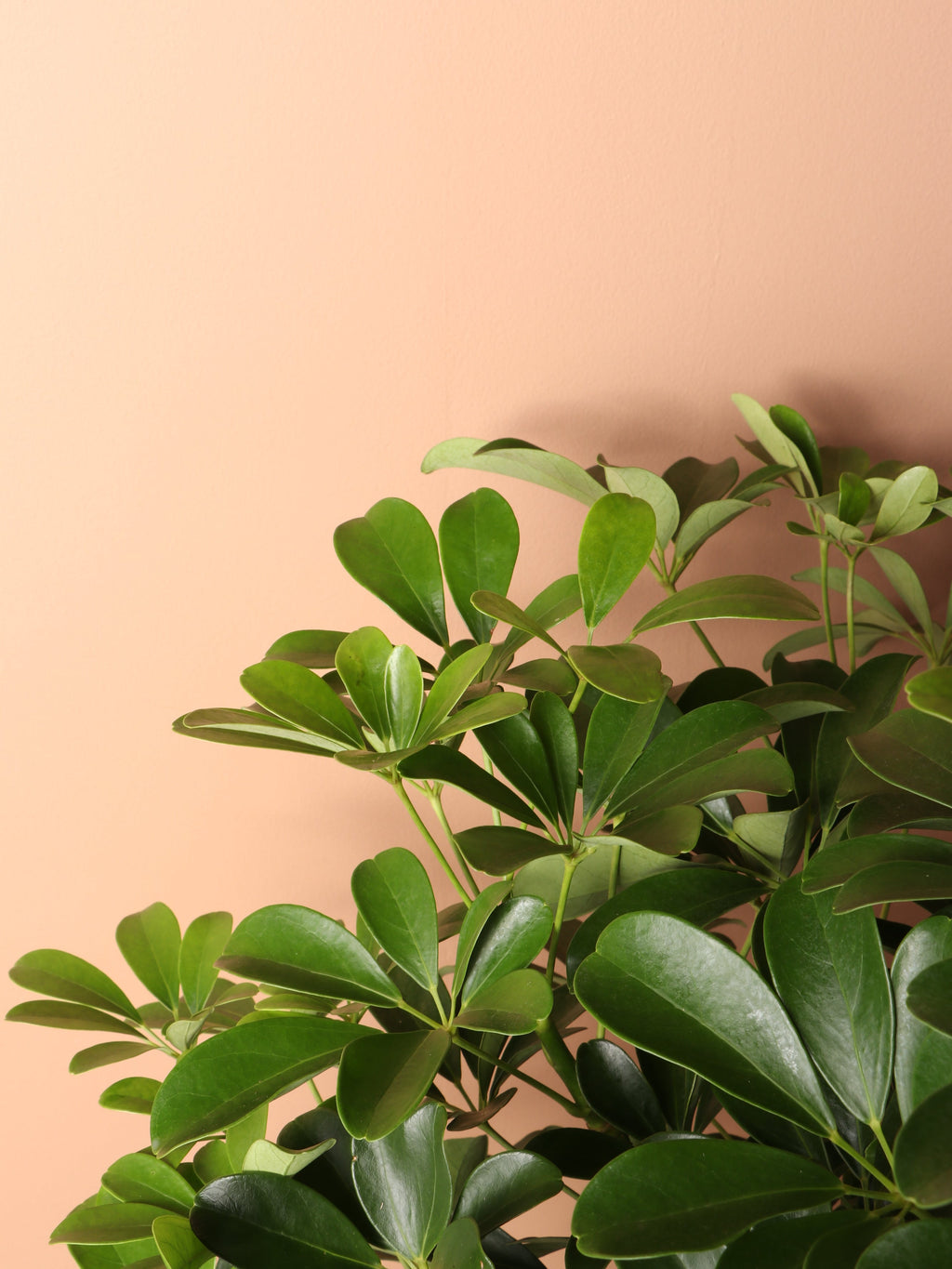 Extra Large Schefflera 'Arboricola'