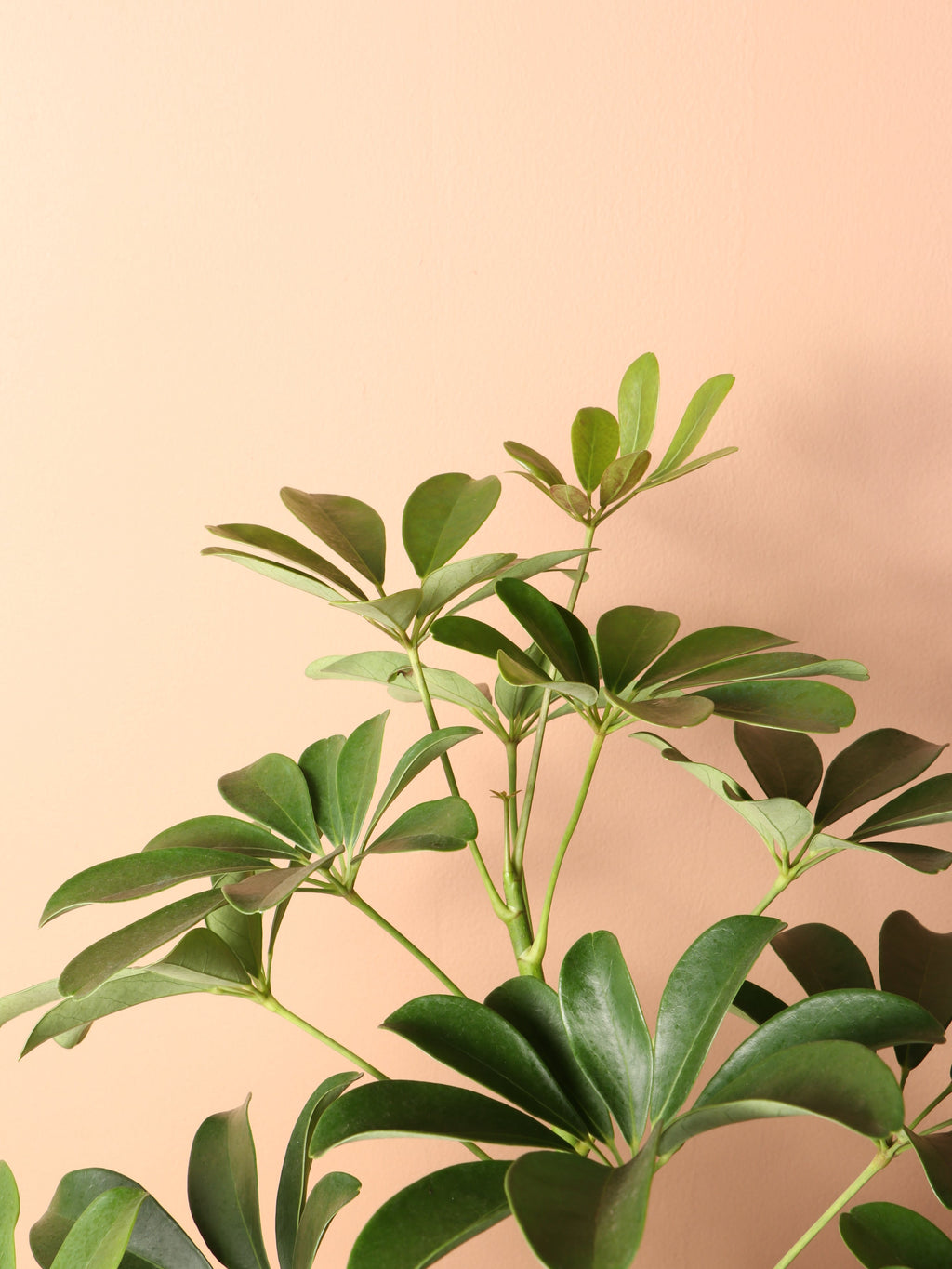 Extra Large Schefflera 'Arboricola'