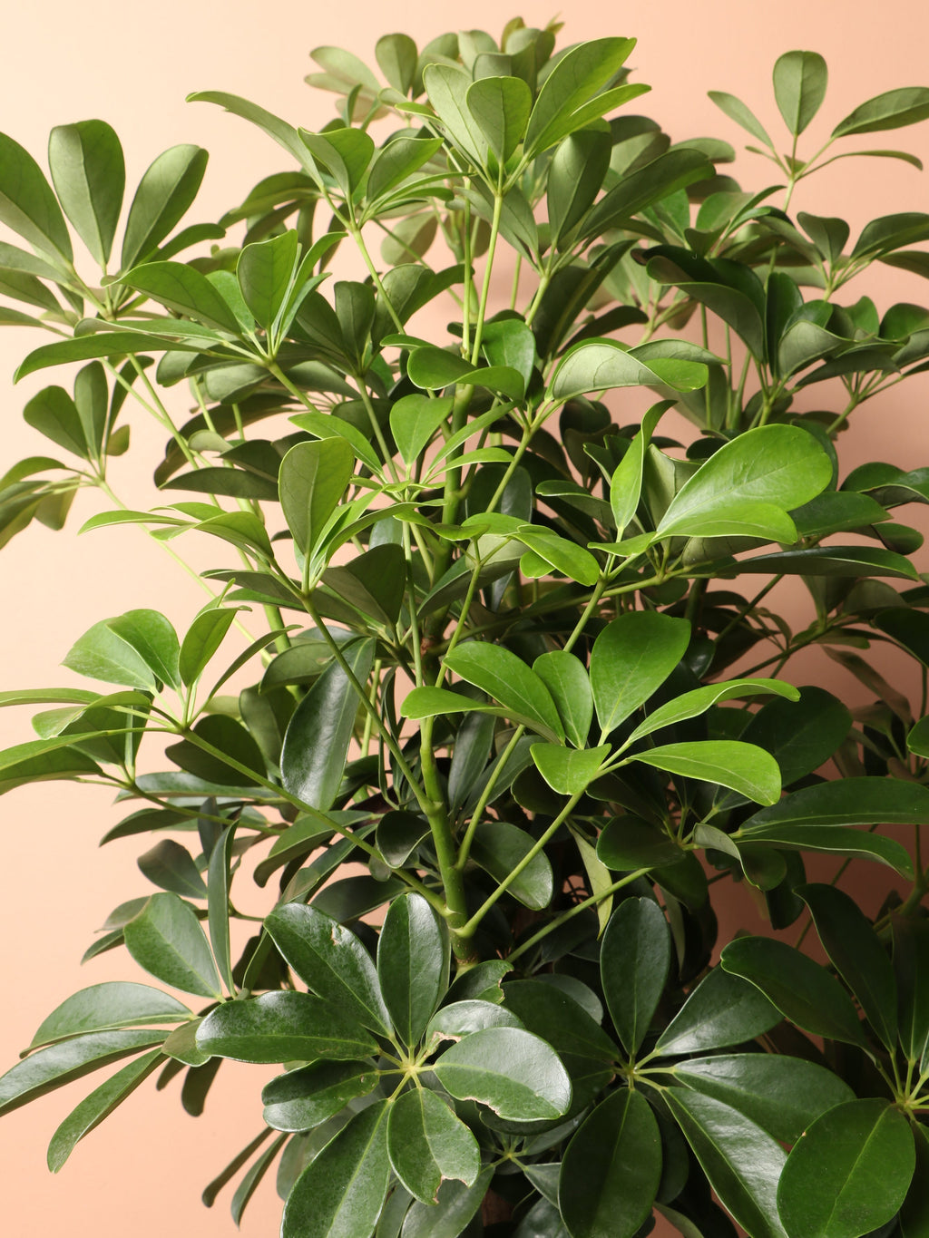 Extra Large Schefflera 'Arboricola'