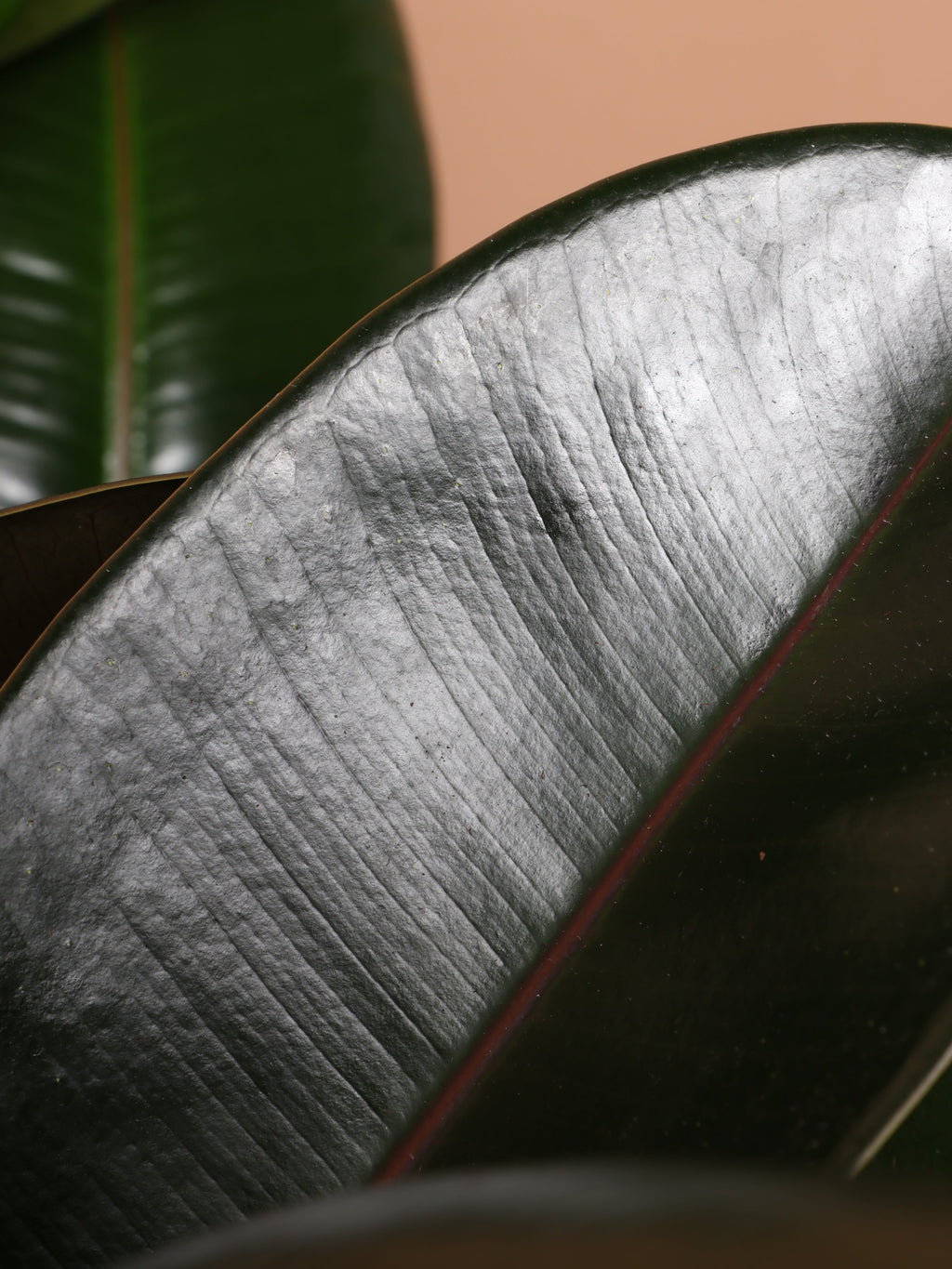 Large Rubber Tree Bush