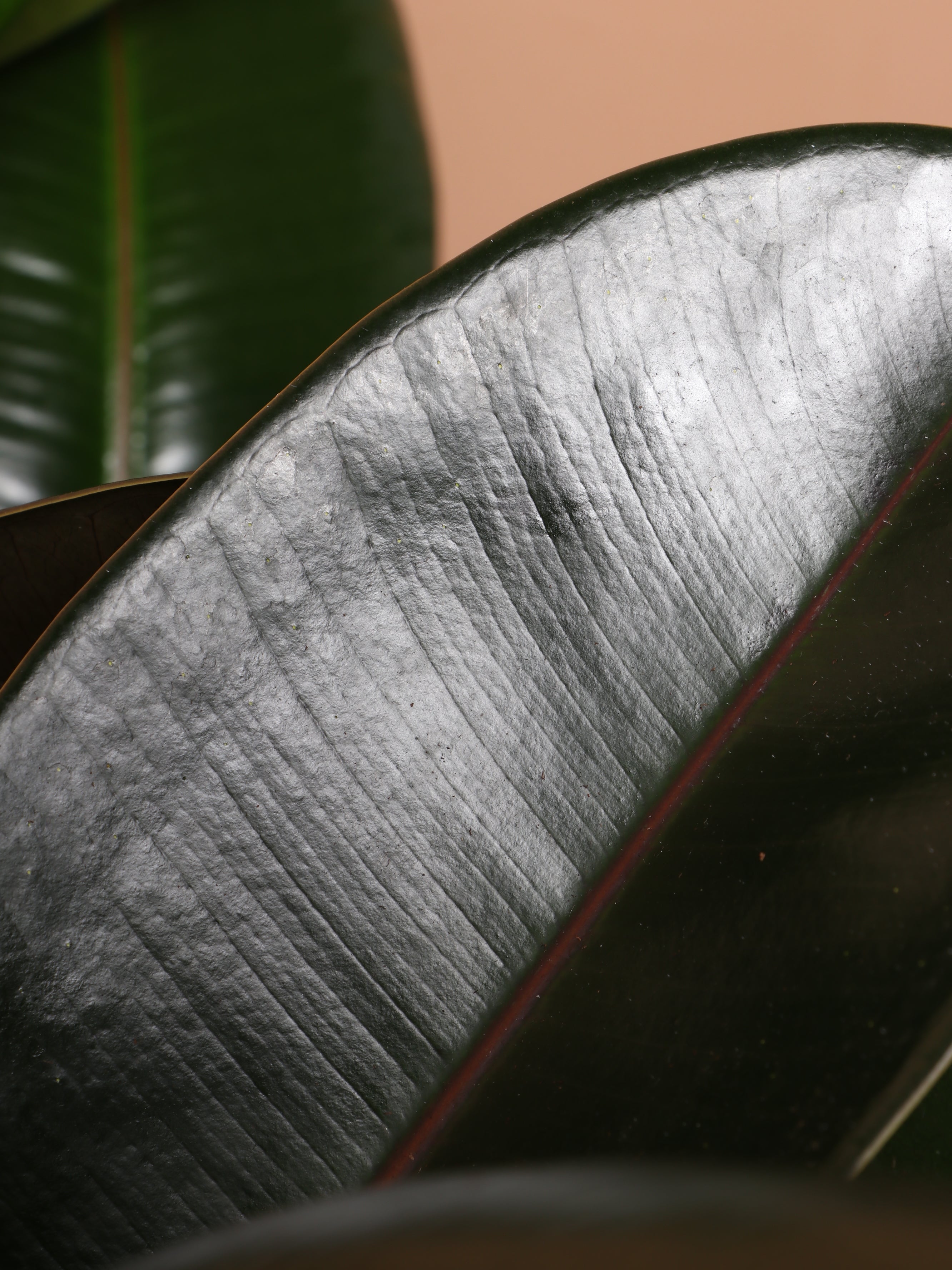 Large Rubber Tree Bush