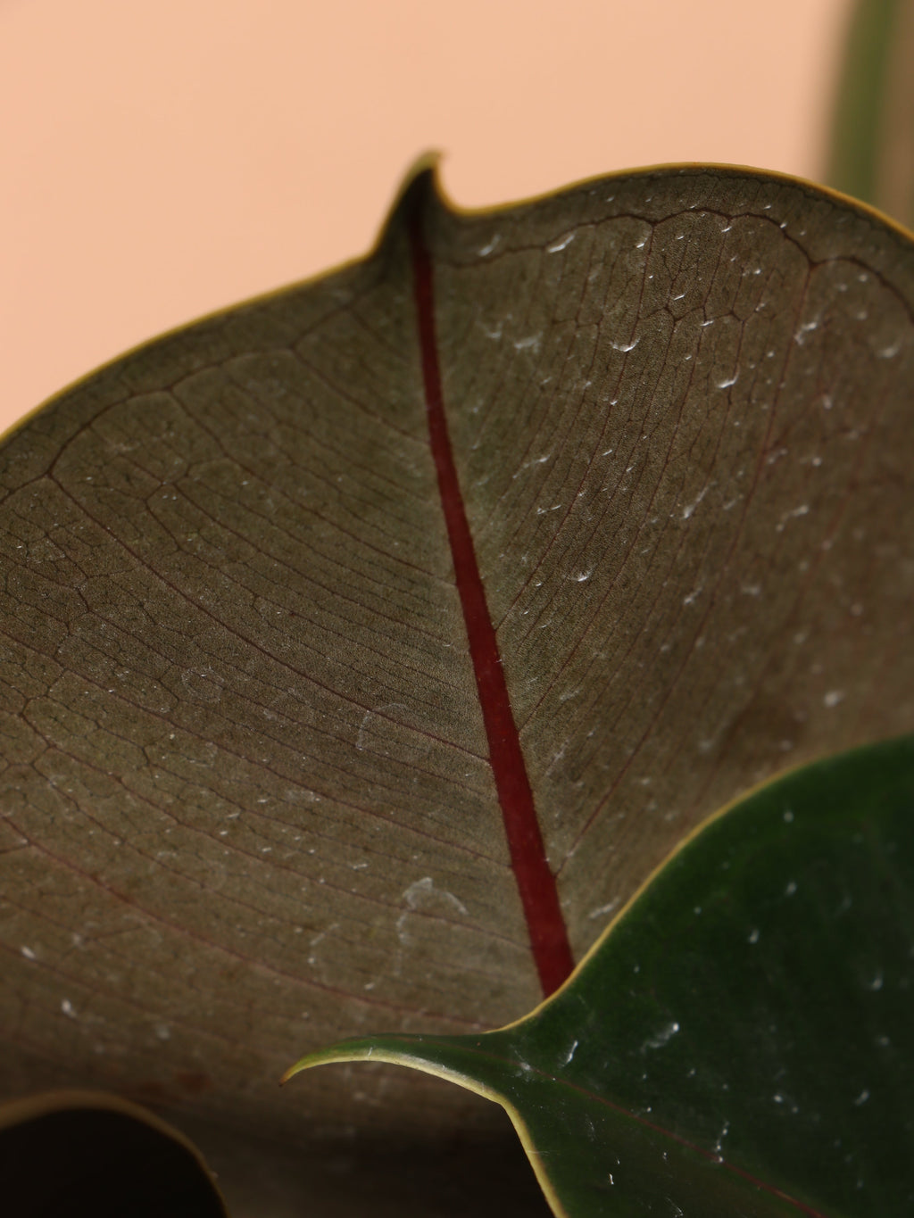 Large Rubber Tree Bush