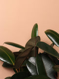 Large Rubber Tree Bush