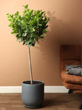 Extra Large Ficus Danielle