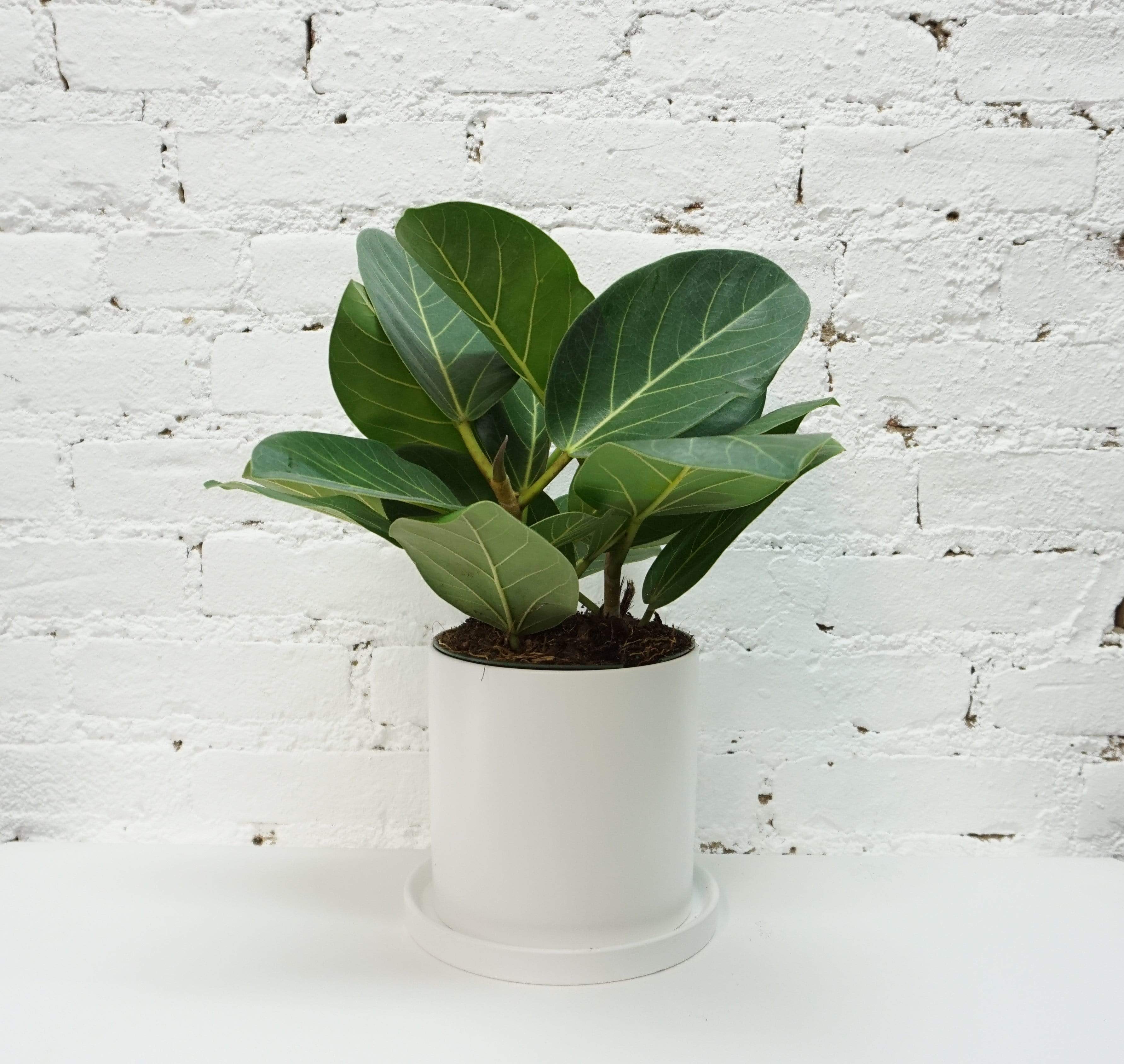 Medium Ficus Audrey
