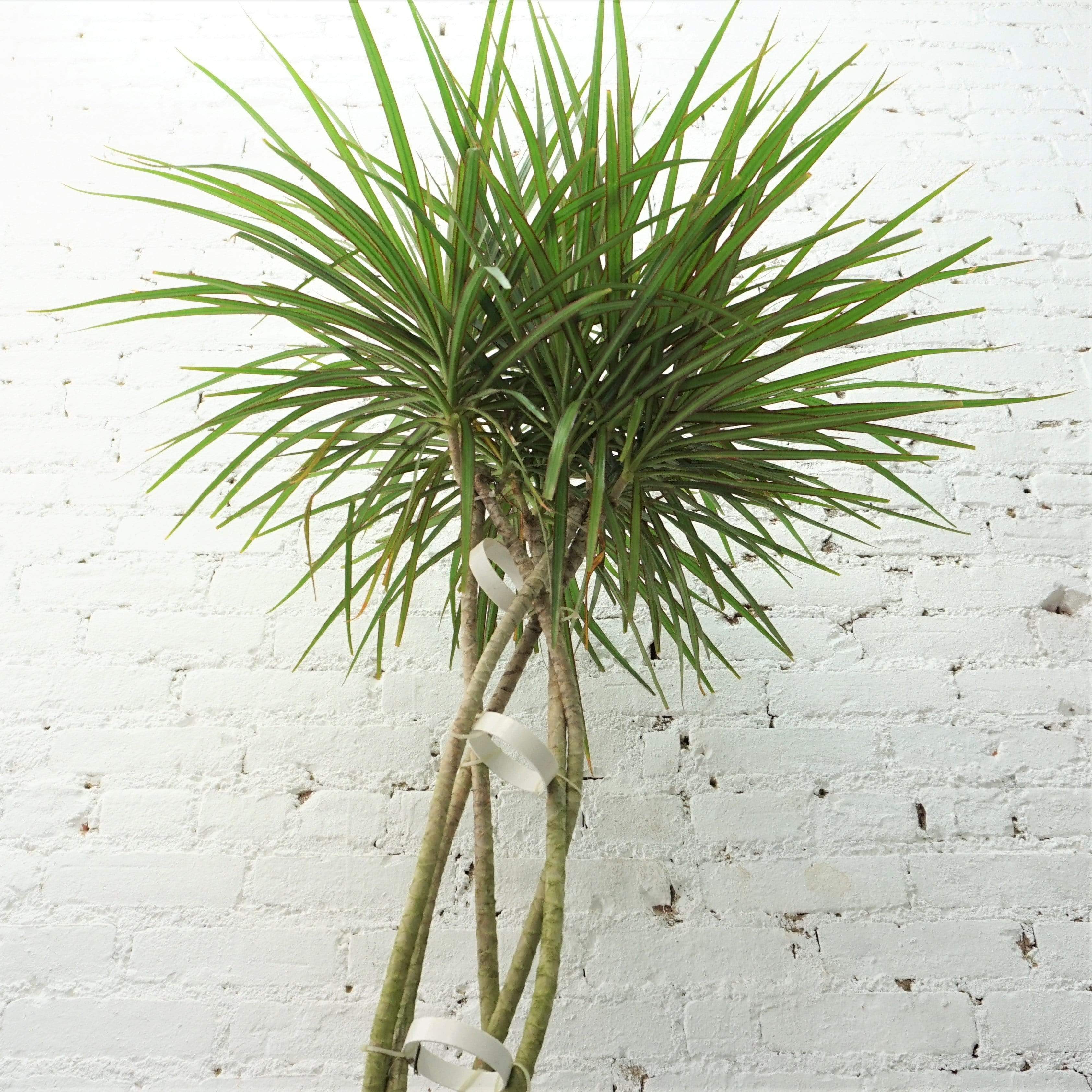 Large Dracaena Marginata (Braided)