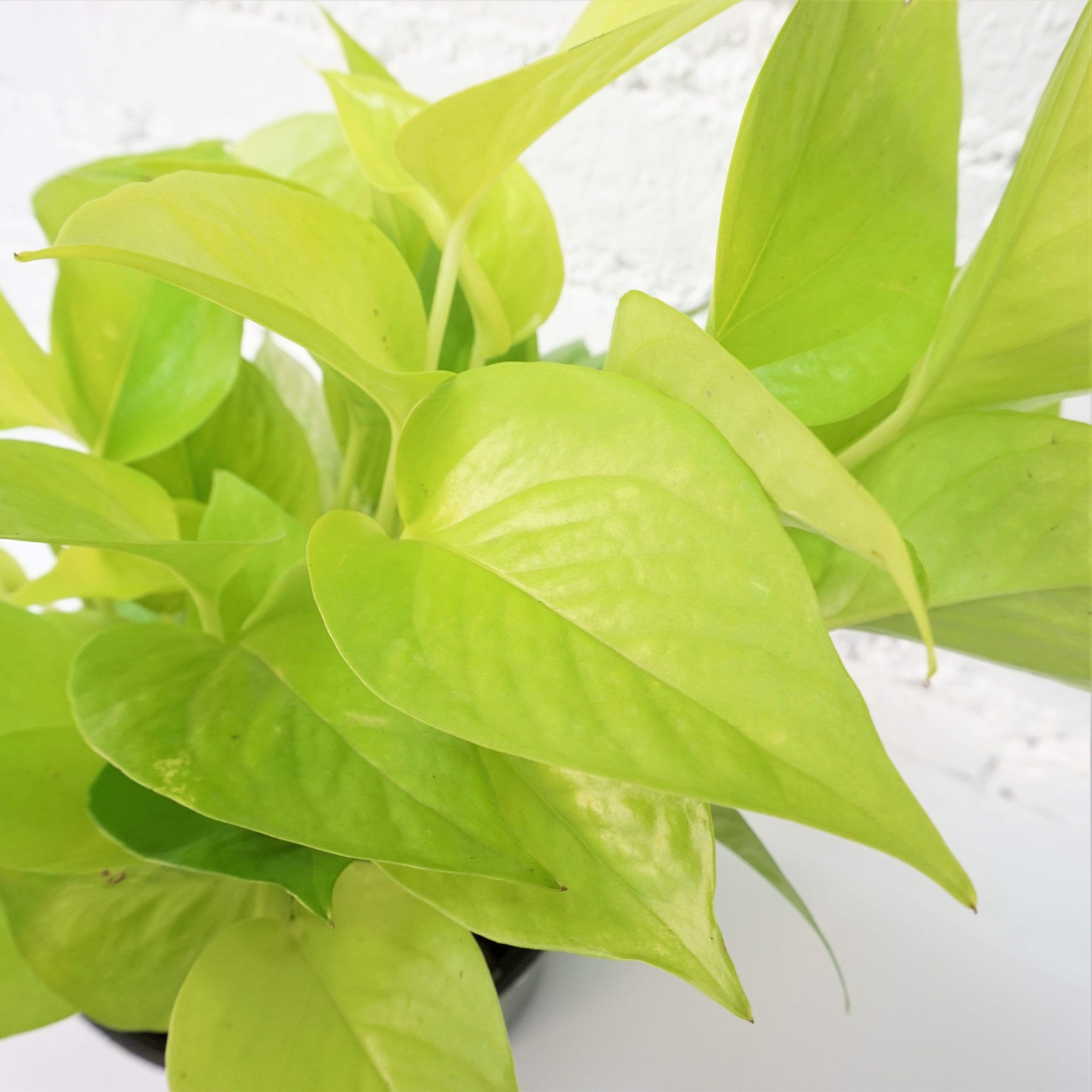 Medium Neon Pothos