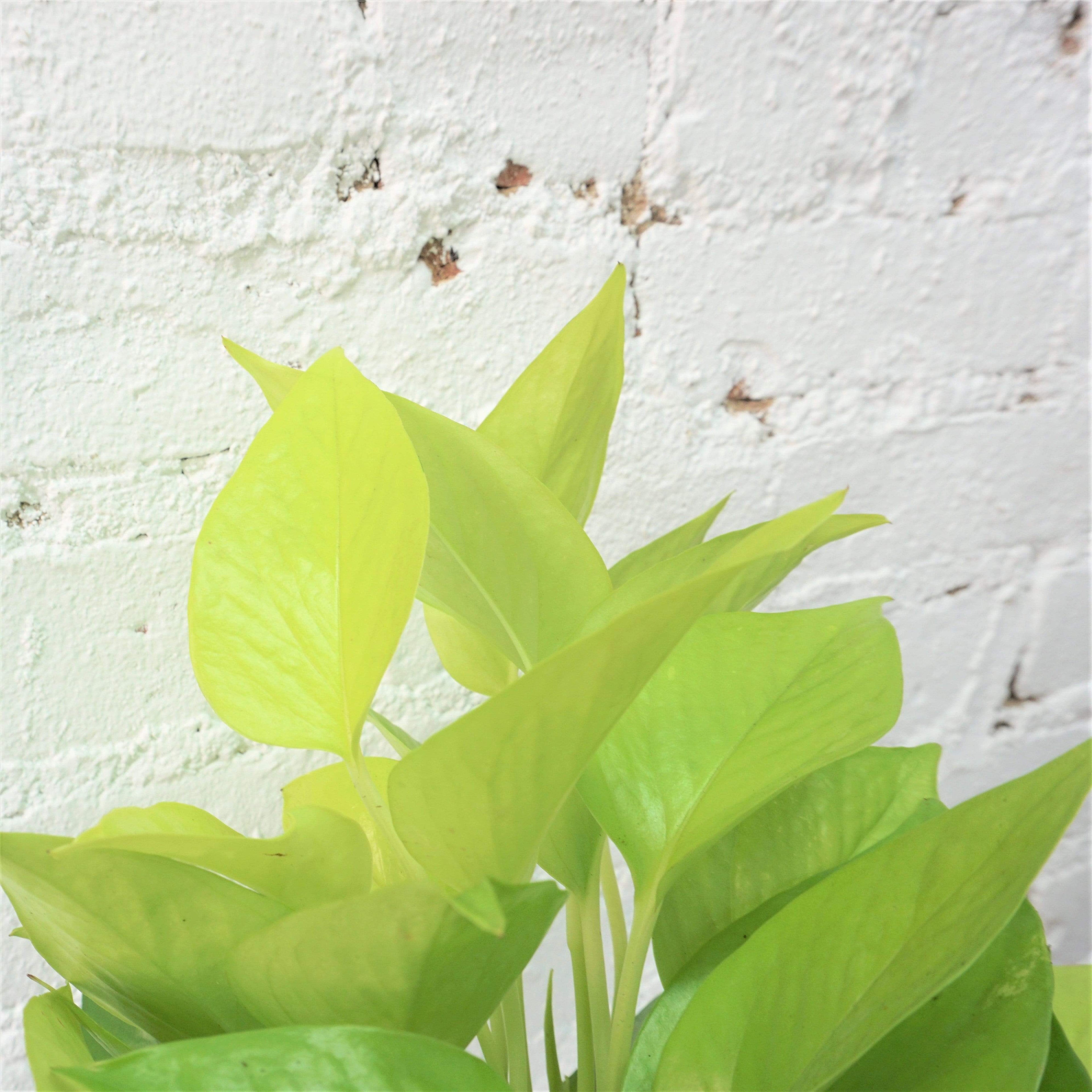 Medium Neon Pothos