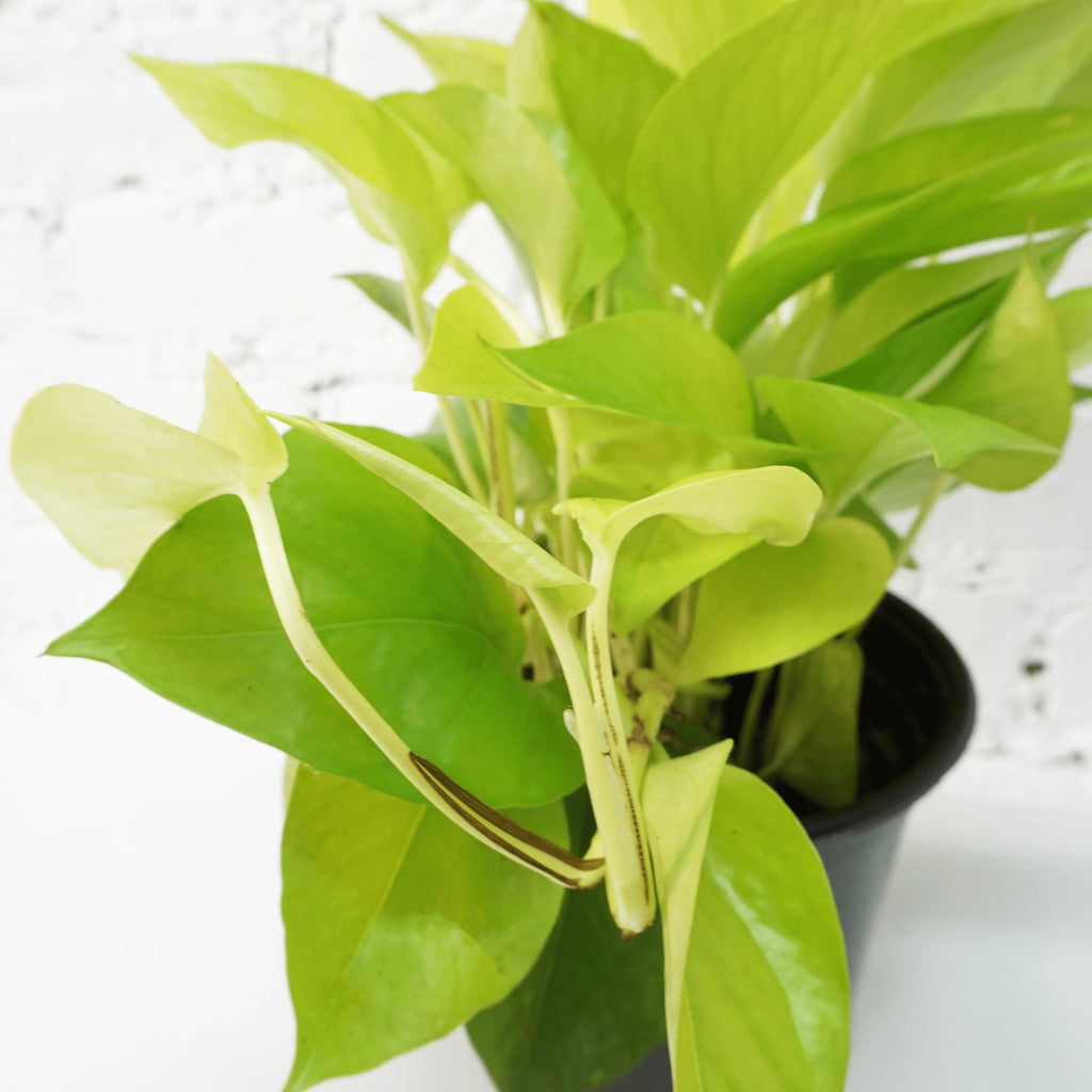 Medium Neon Pothos