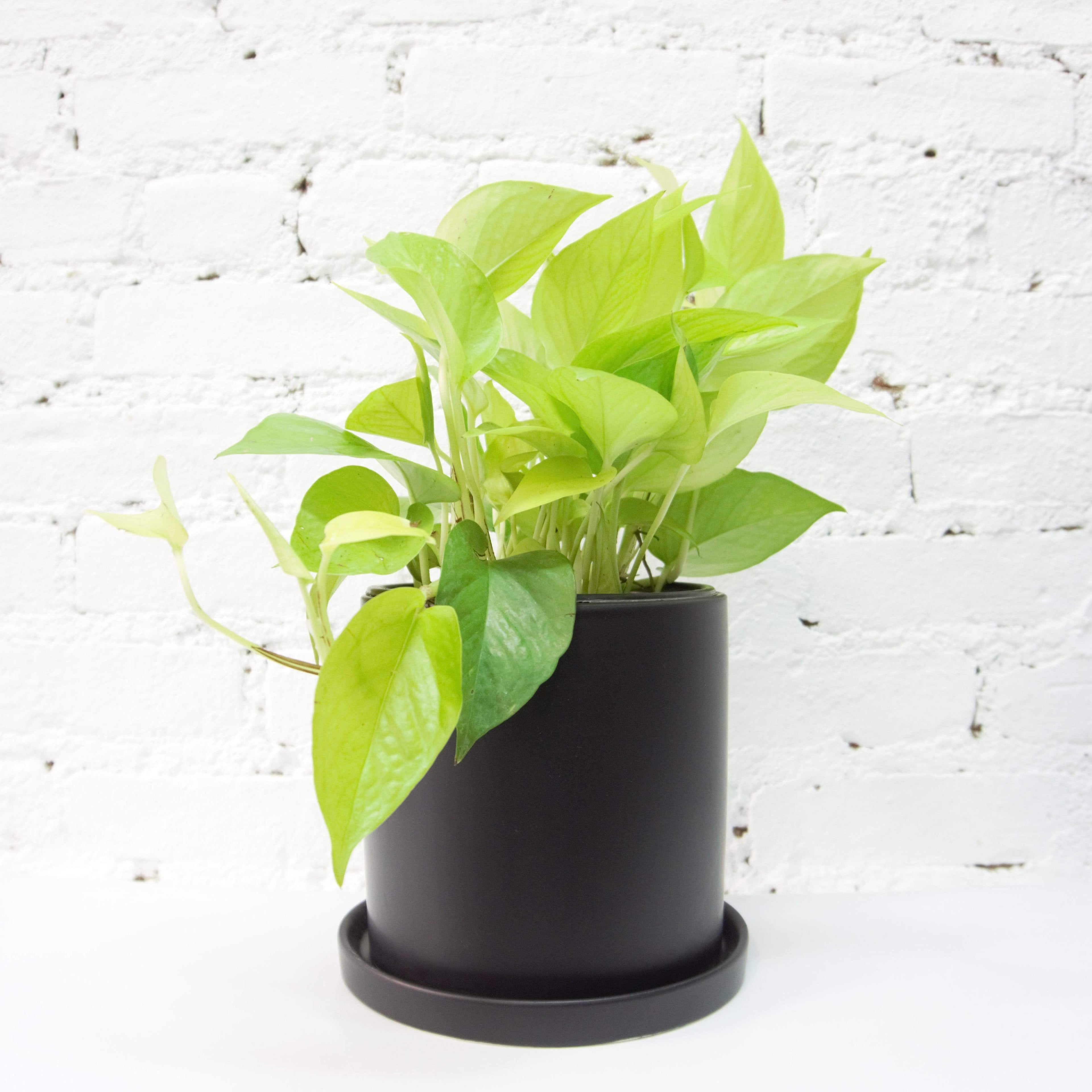 Medium Neon Pothos