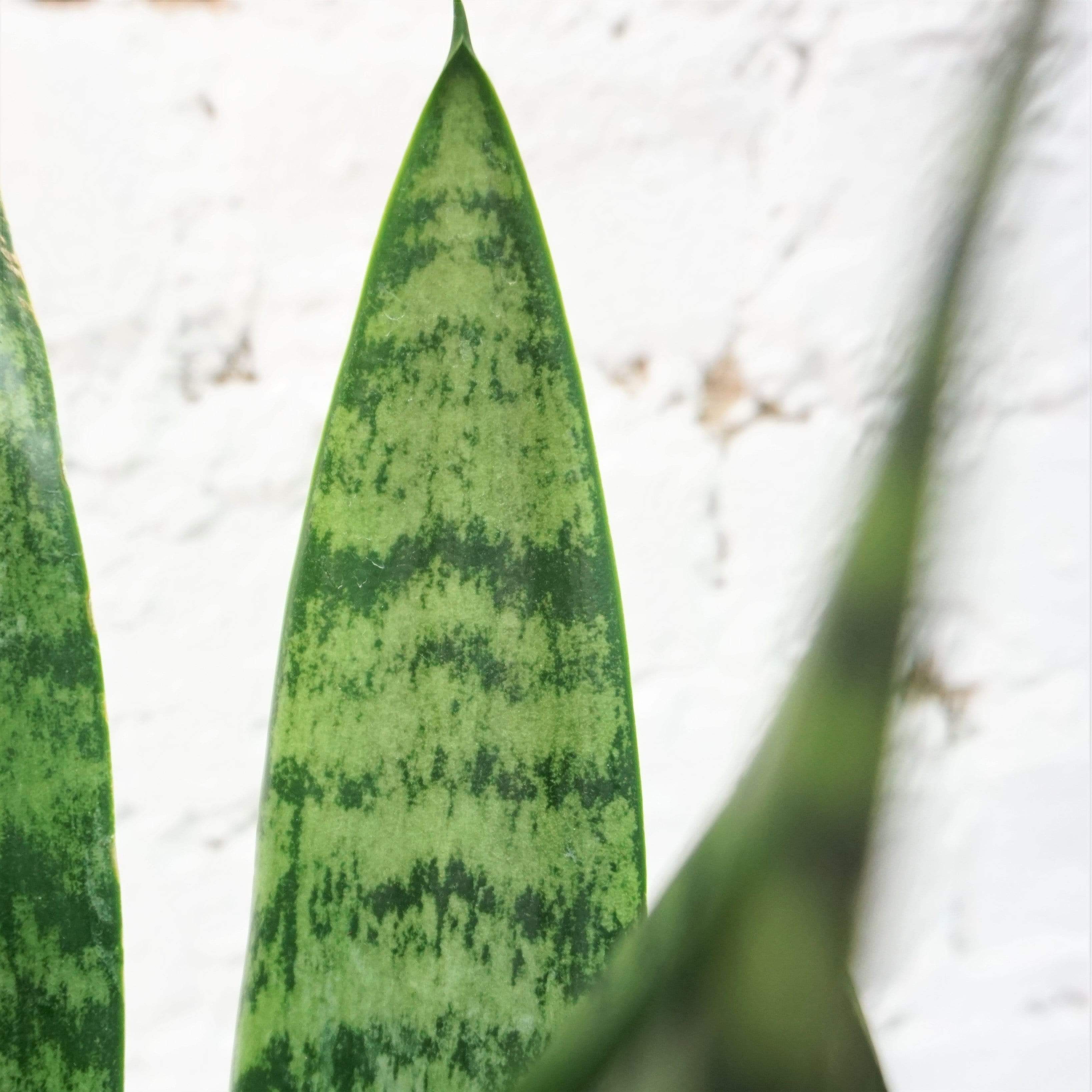Medium Green Snake Plant