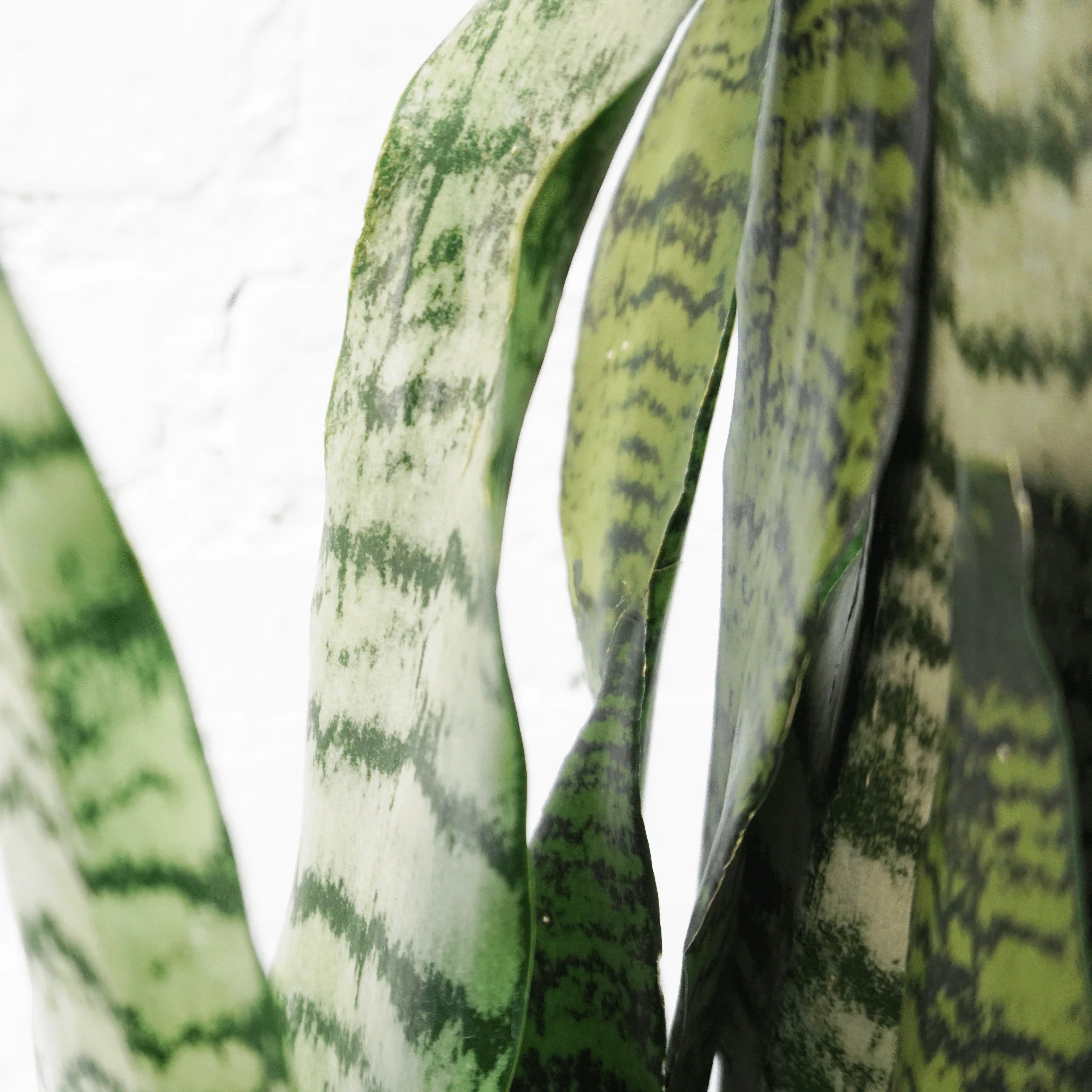 Medium Green Snake Plant