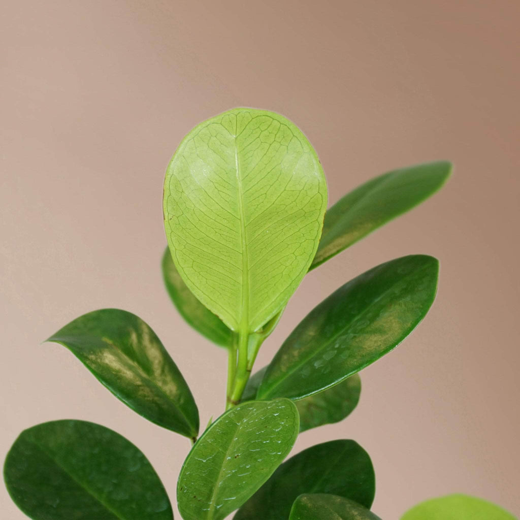 Extra Large Ficus Danielle