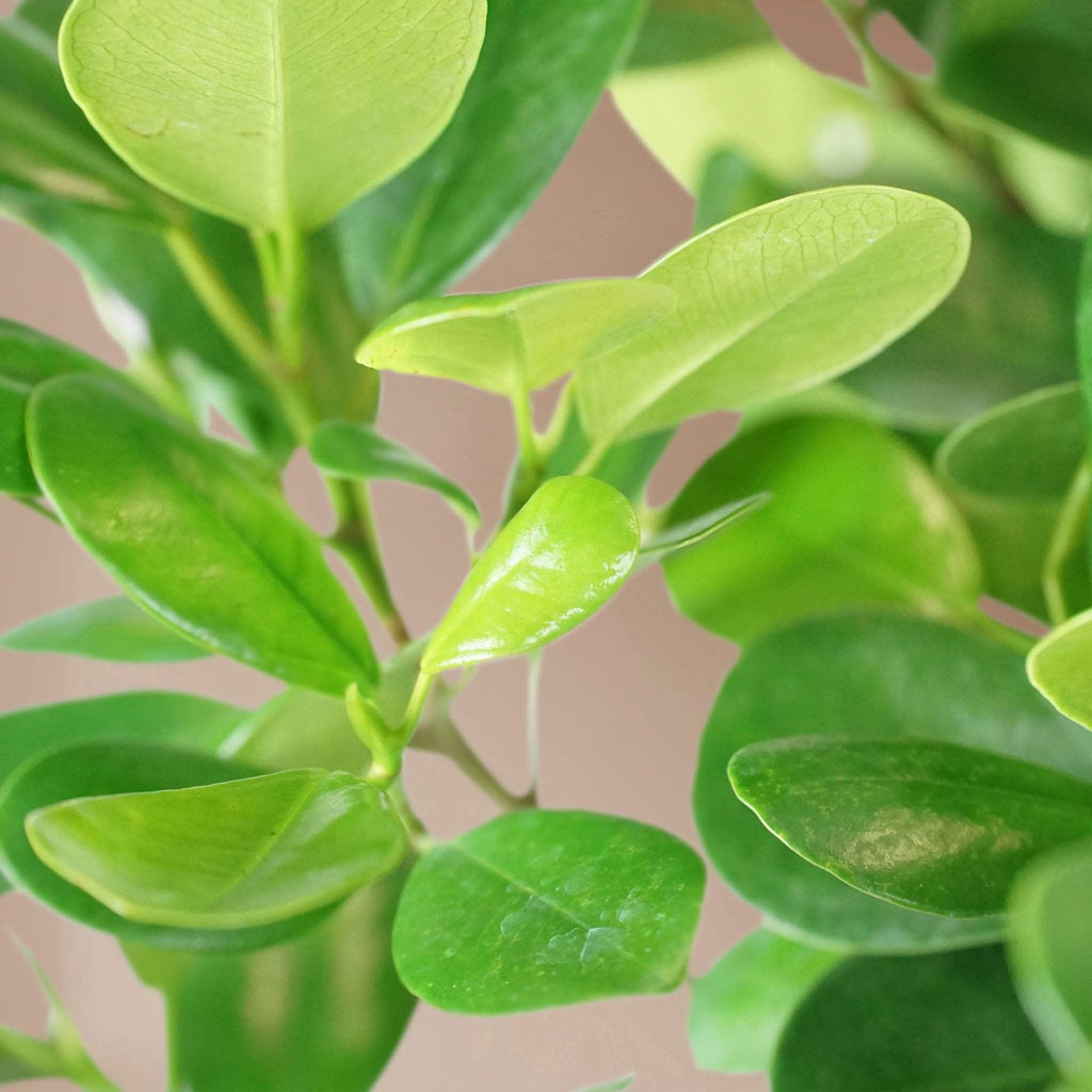 Extra Large Ficus Danielle