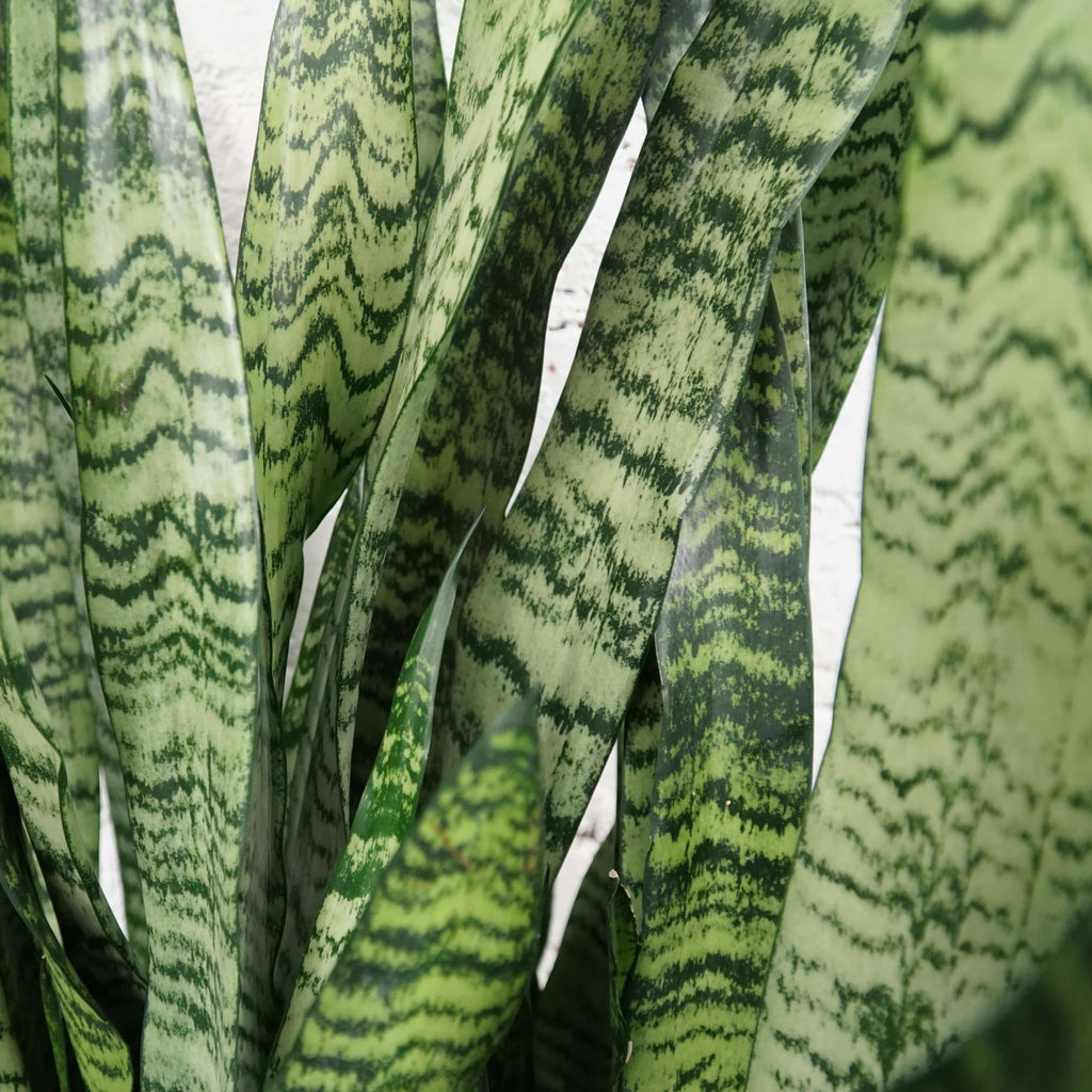 Large Snake Plant (Zeylanica)