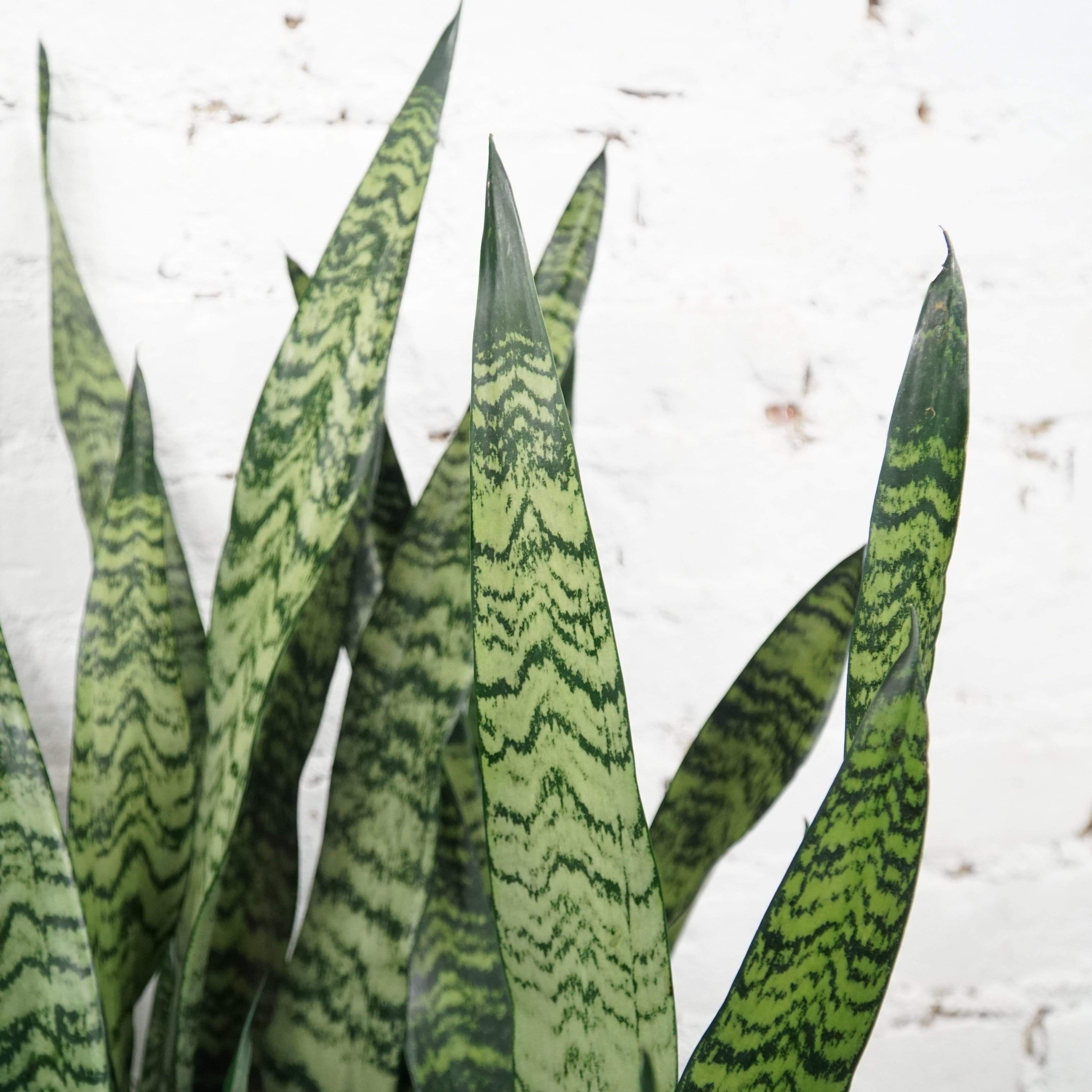 Large Snake Plant (Zeylanica)