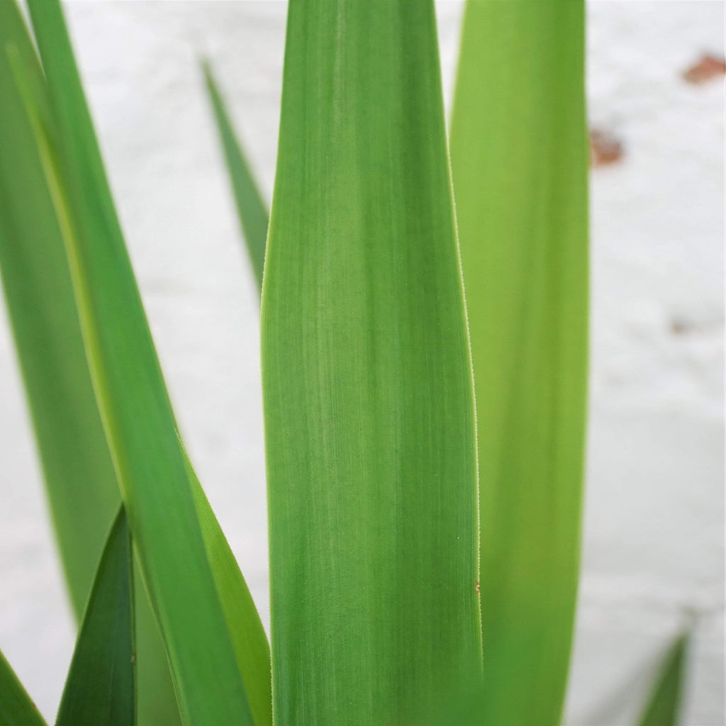 Extra Large Yucca Cane