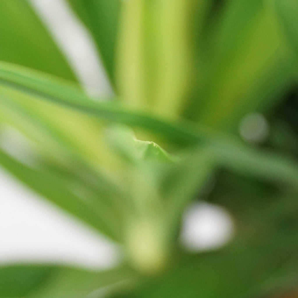 Extra Large Yucca Cane