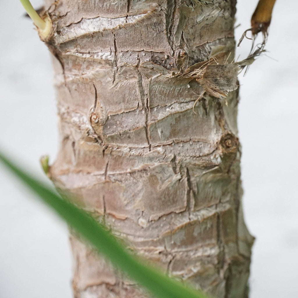 Extra Large Yucca Cane
