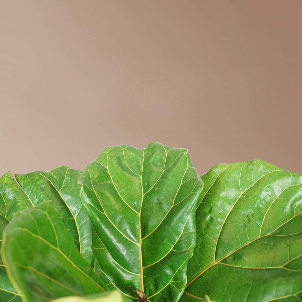 Extra Large Fiddle Leaf Fig Pole