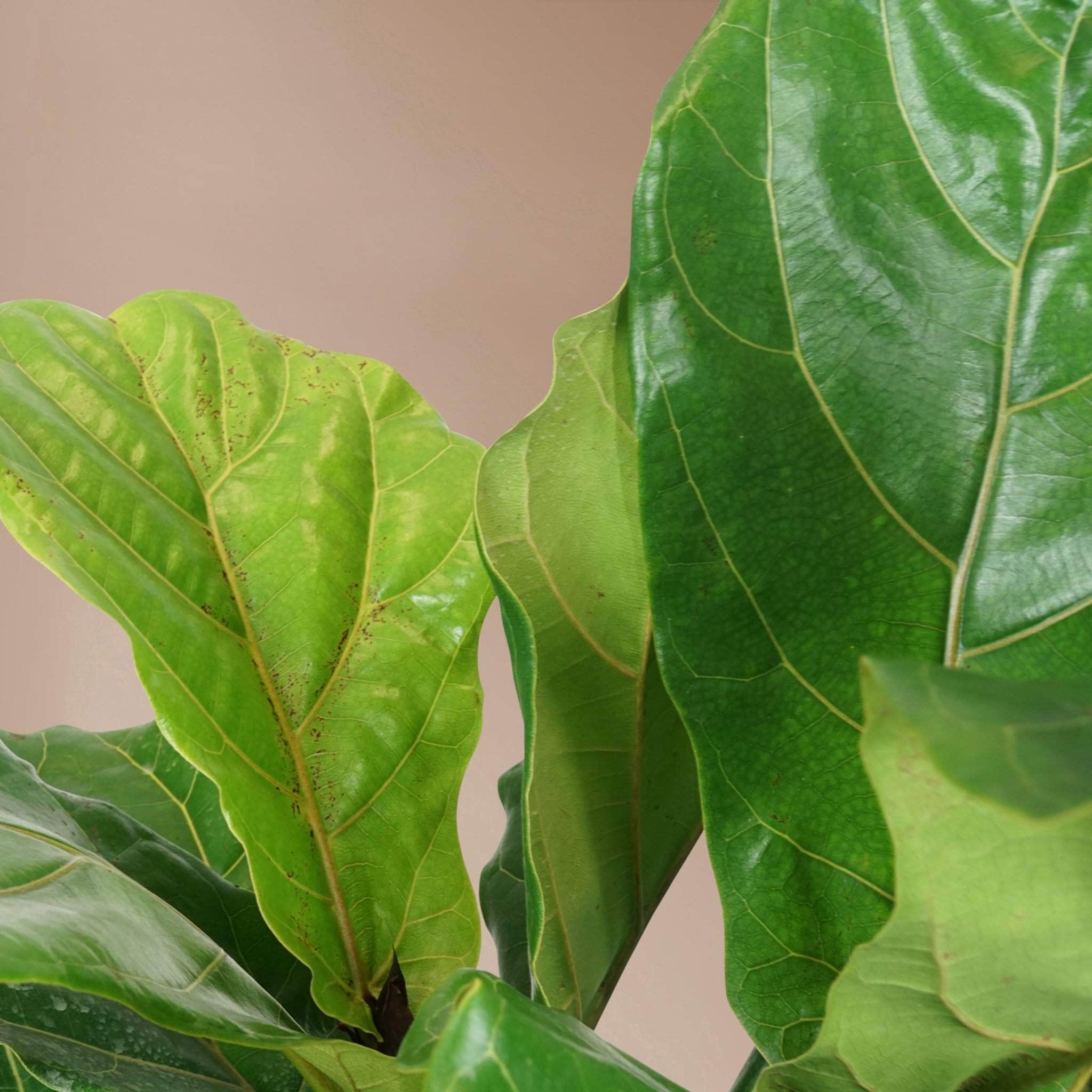 Large Fiddle Leaf Fig (bush)