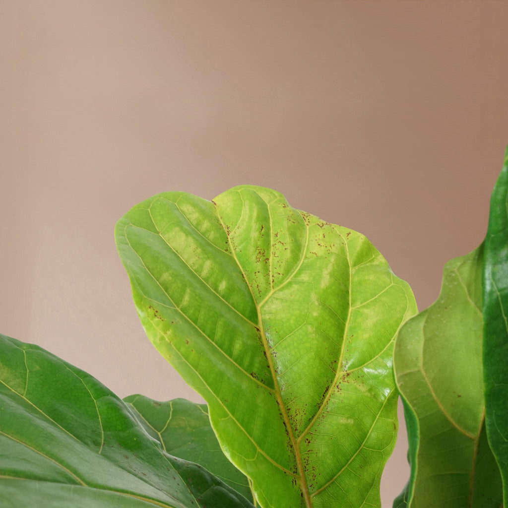 Large Fiddle Leaf Fig (bush)