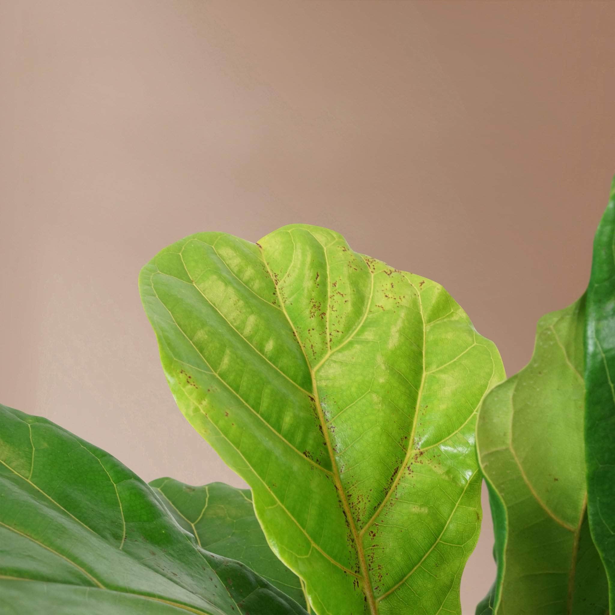 Large Fiddle Leaf Fig (bush)