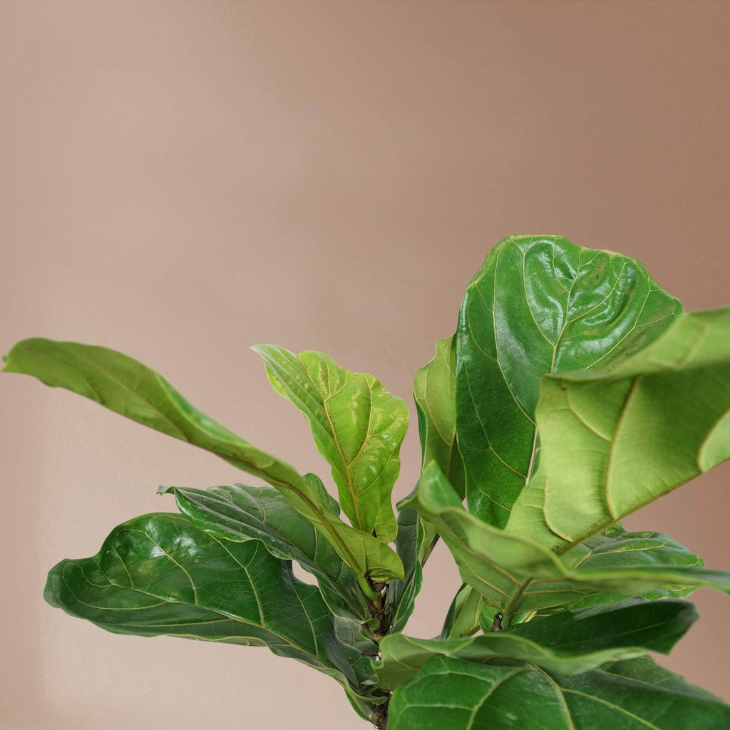 Large Fiddle Leaf Fig (bush)