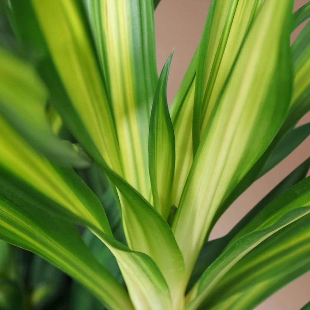 Large Dracaena Deremensis 'Rikki'