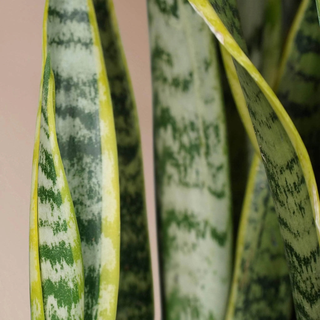 Large Snake Plant (trifasciata)