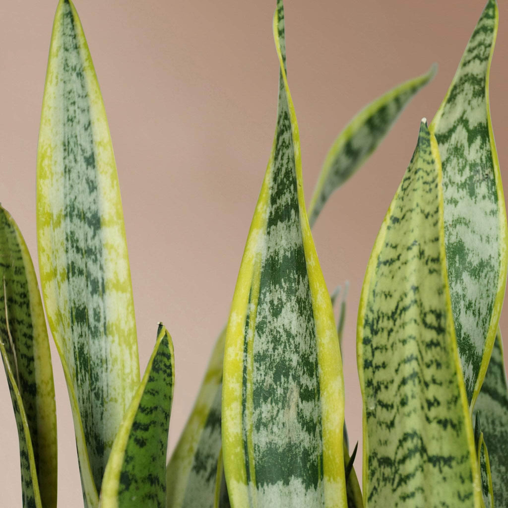 Large Snake Plant (trifasciata)