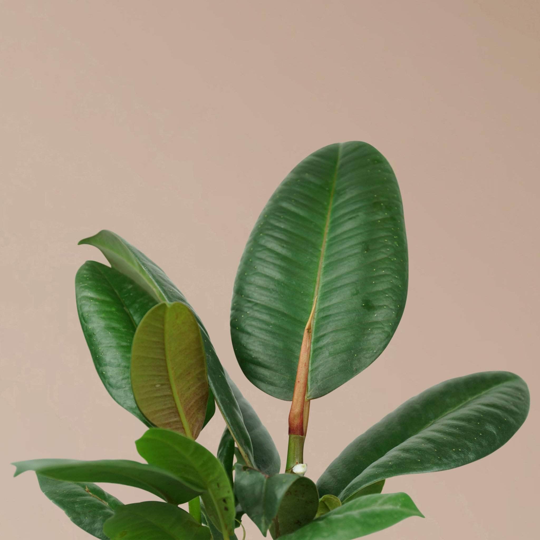 Medium Rubber Plant