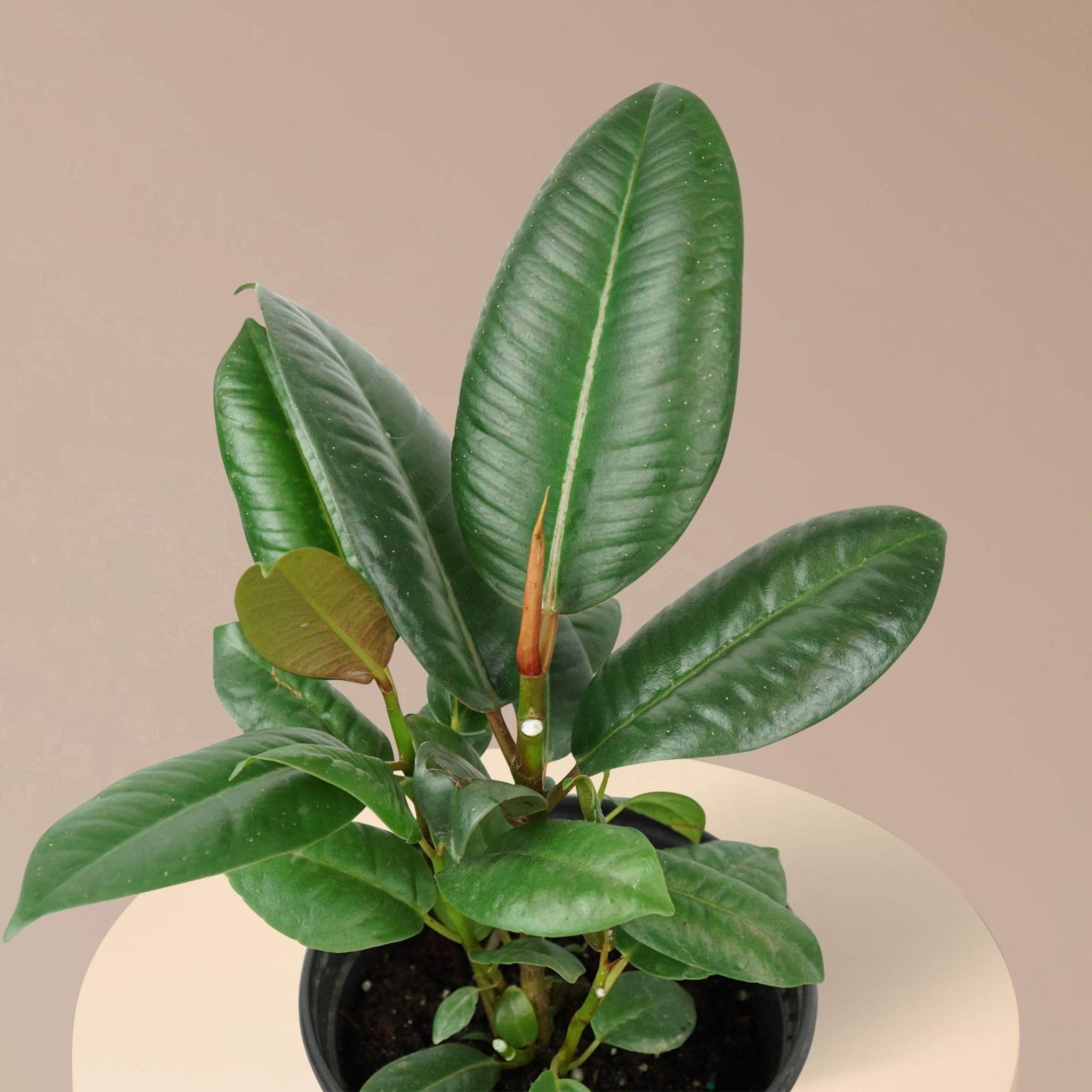 Medium Rubber Plant