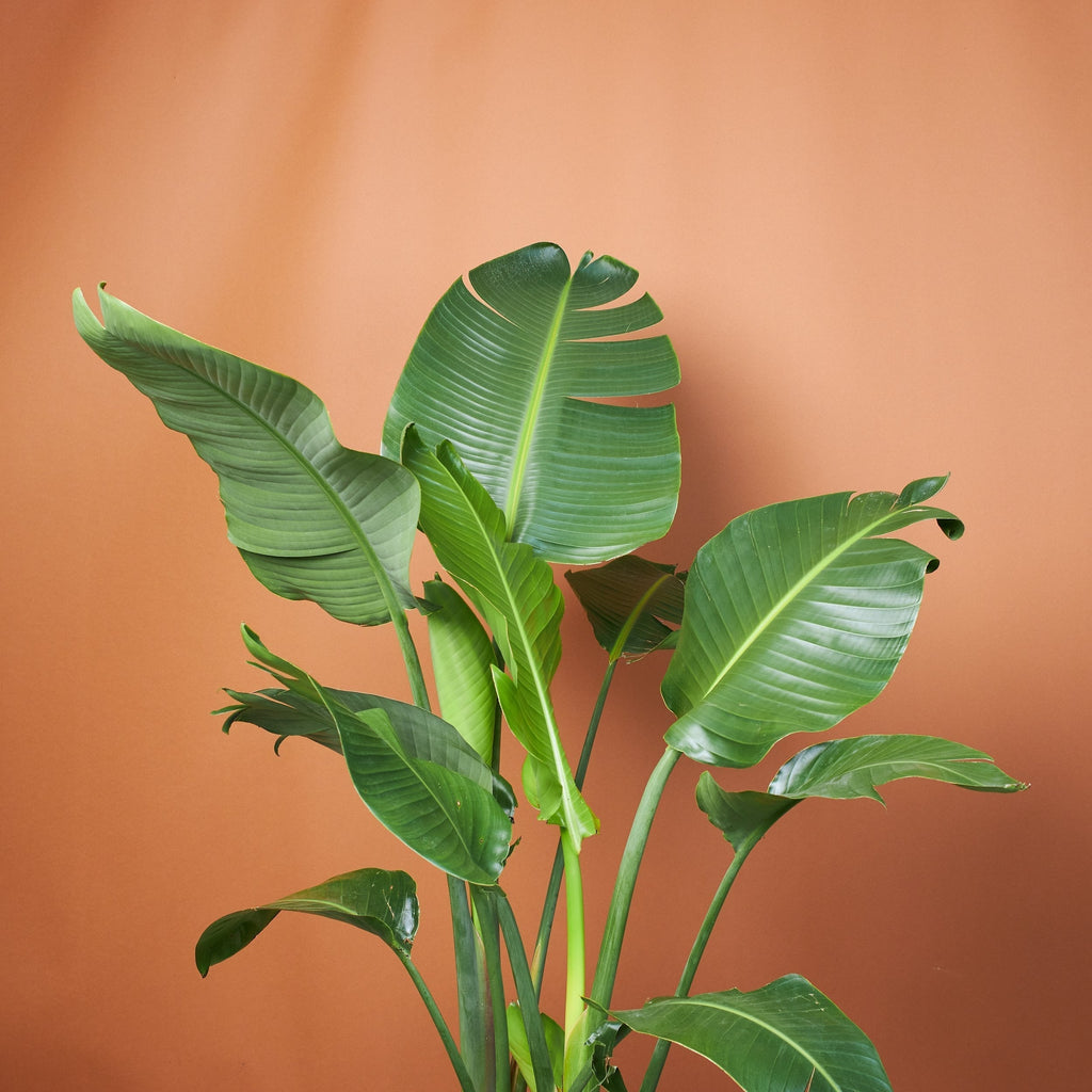 Full Size Bird Of Paradise