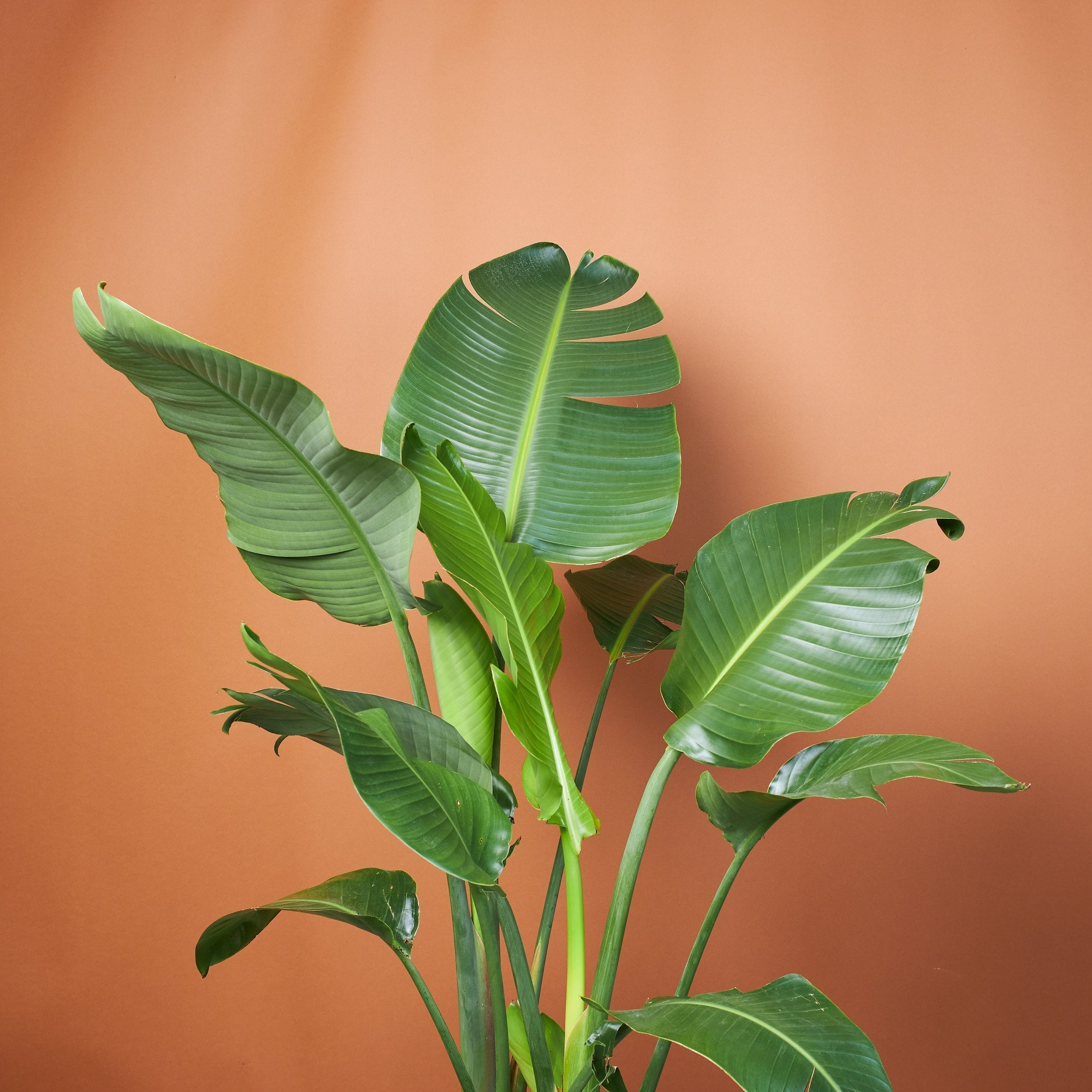 Full Size Bird Of Paradise